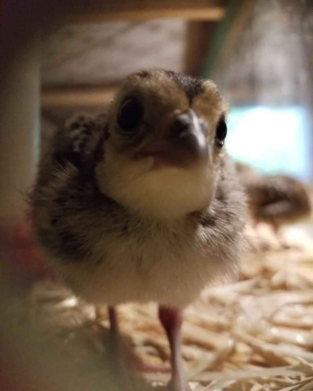 Hey! What are you looking at? First round of 2023 chicks coming soon, early May #oneeareddogfarm #pheasant #smallfarm #westmichigan #photooftheday