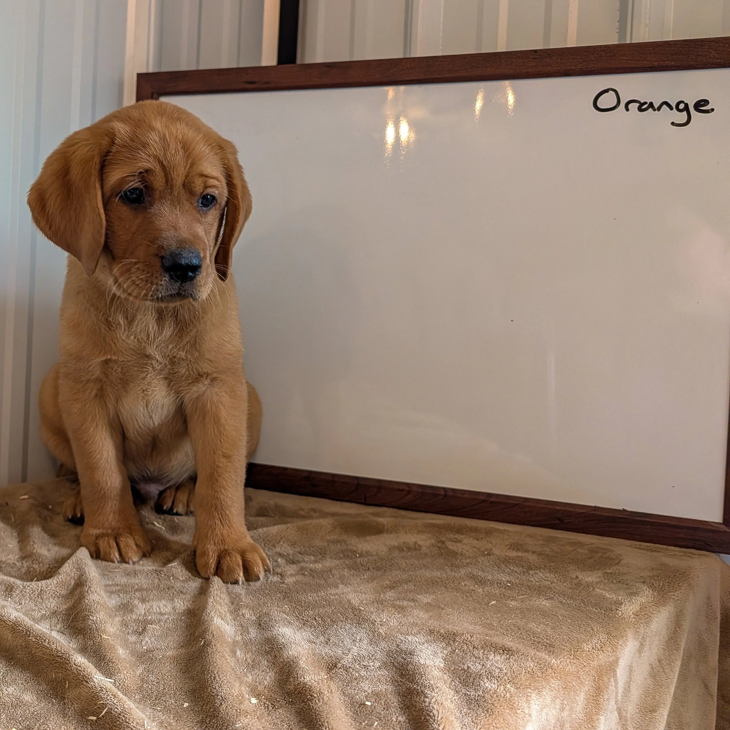 RSVP — COPPER MEADOW RETRIEVERS