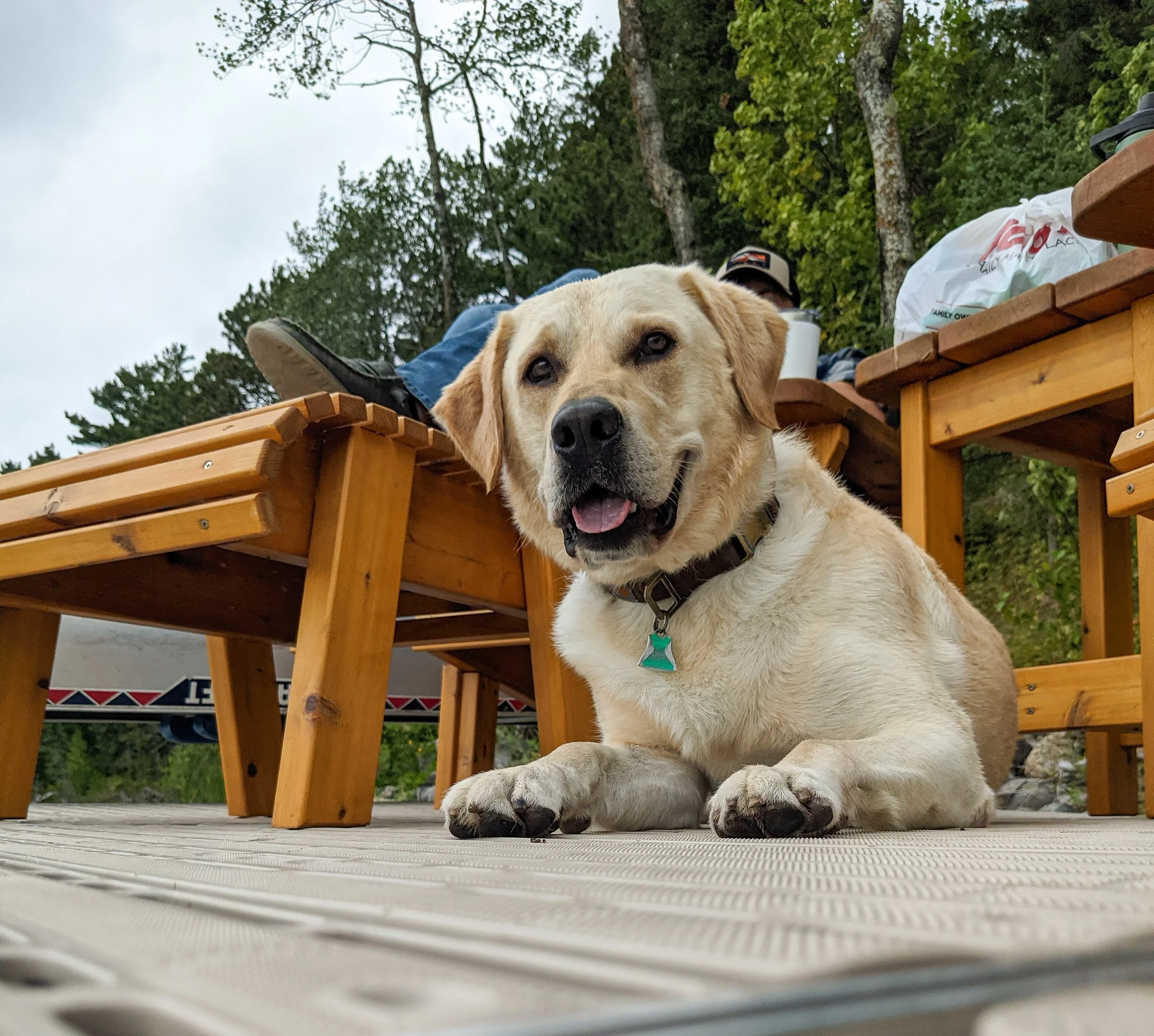 A happy yellow Labrador Retriever dog sitting on a beige carpet in front of a fireplace with a wooden mantle. The dog has an open mouth, showing its tongue, and appears to be smiling.