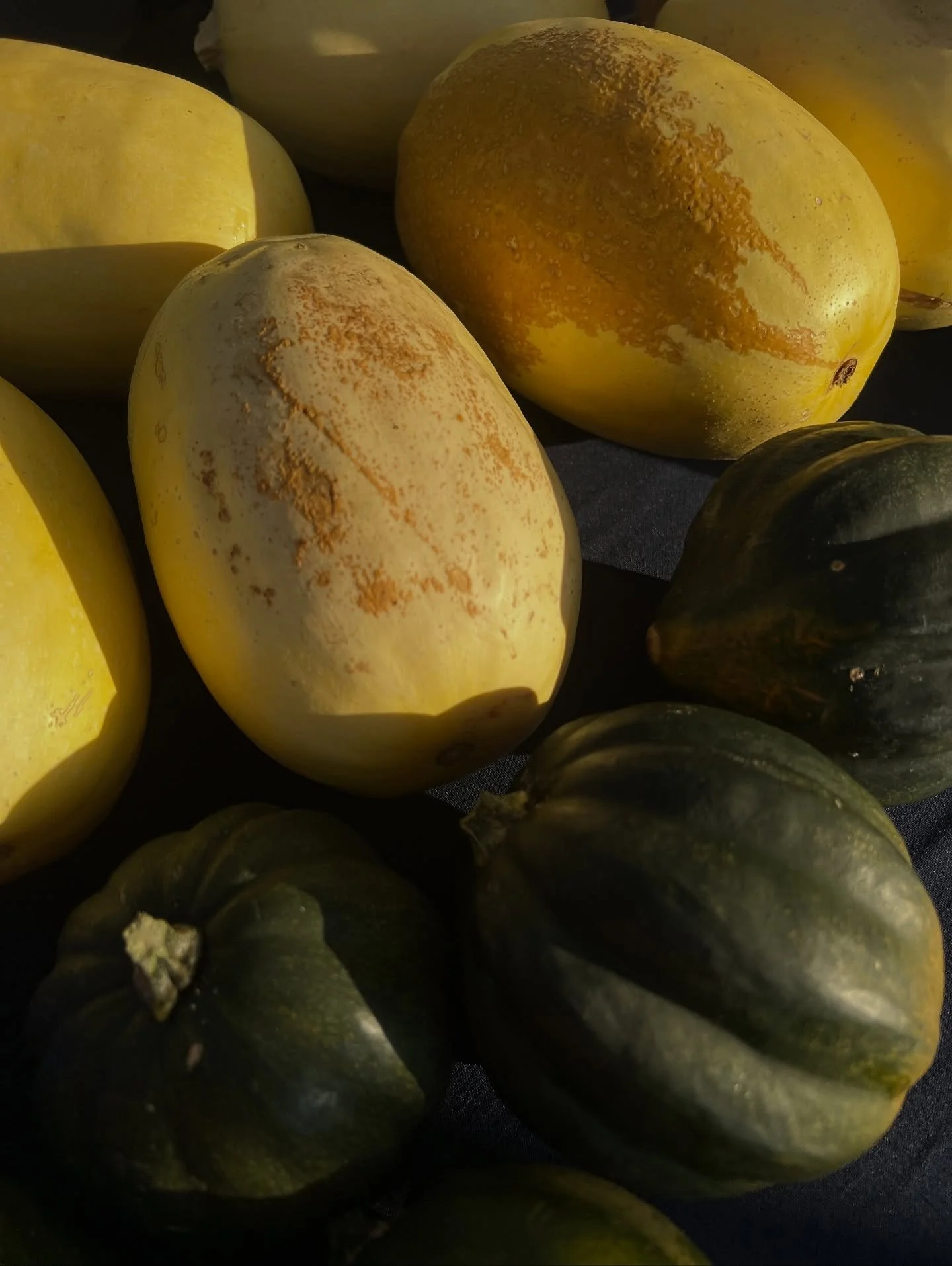 Gourds are starting to hit market stalls! Did you catch Chef Traci&rsquo;s spaghetti squash with bolognese demo last weekend?
 👀Her secret ingredient is @sandcastle.seasonings gabagool seasoning!
