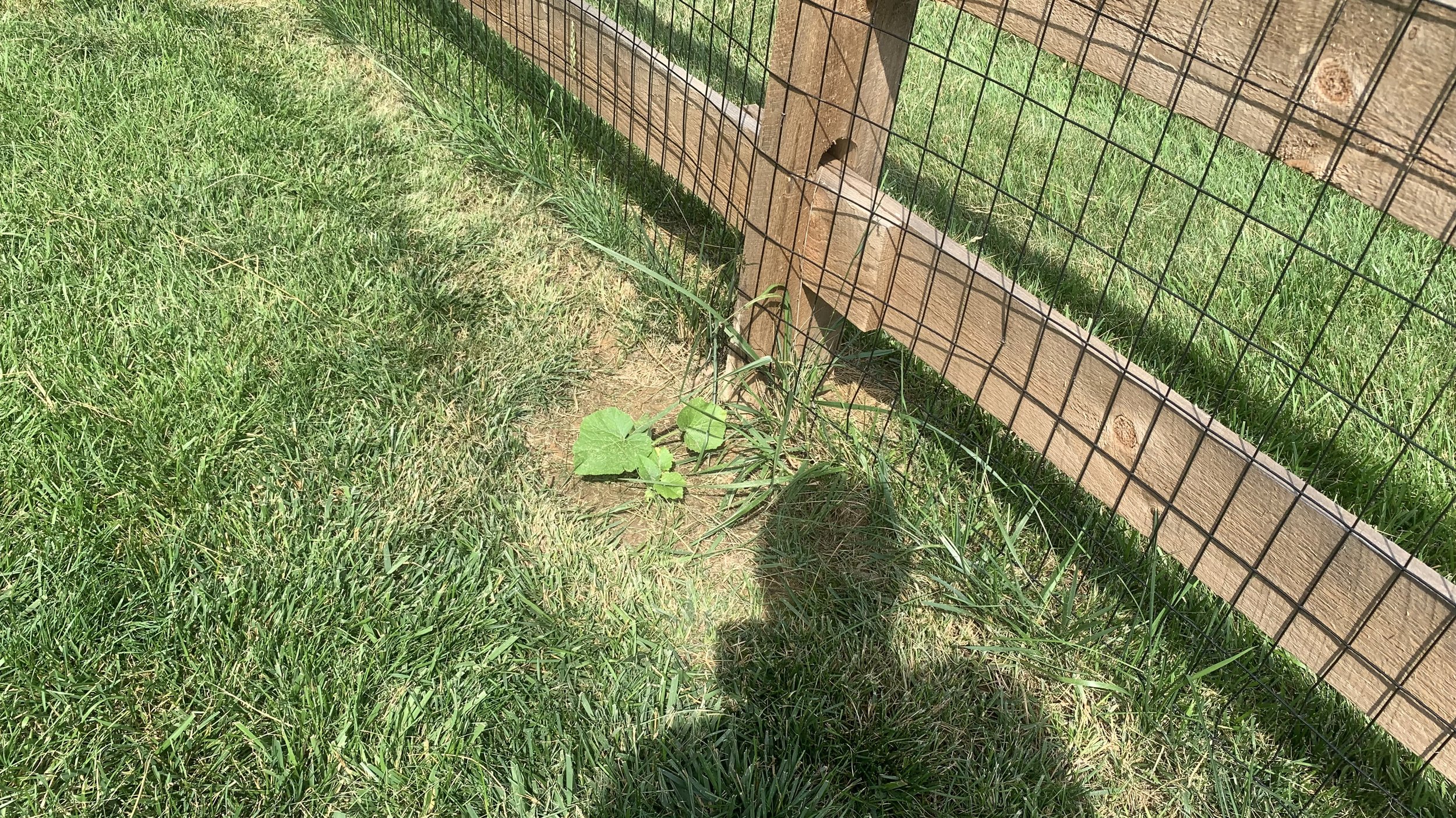 IMG_7156.jpeg