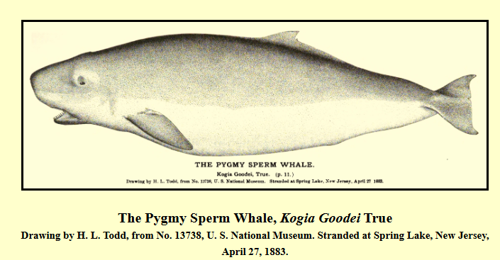 The Captain and the Whale