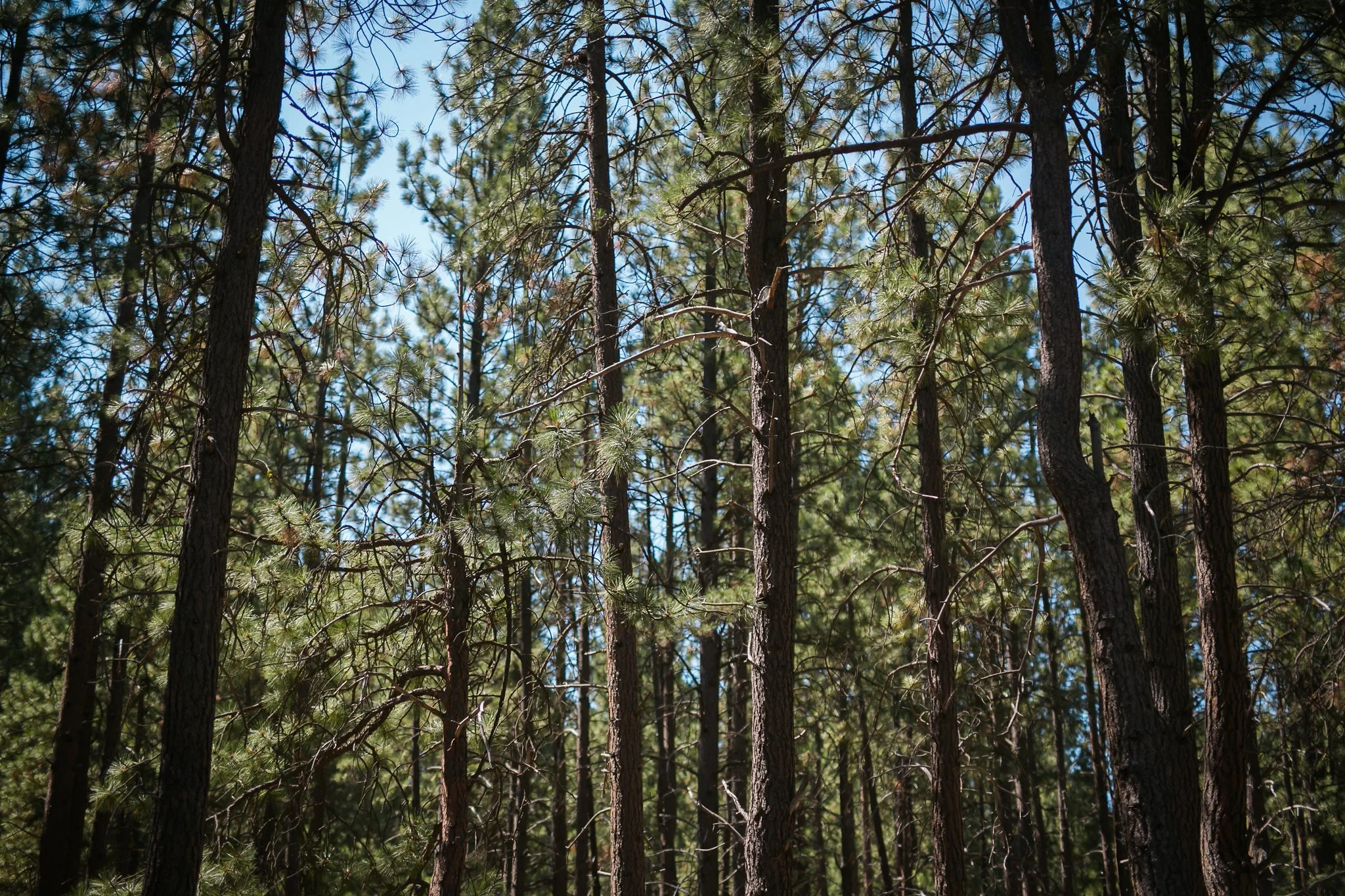 wedding photographer