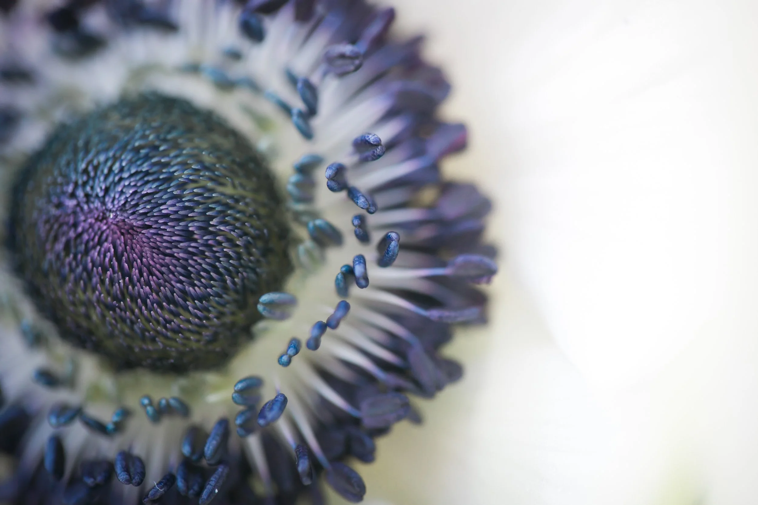 Wedding flowers macro closeup Chicago wedding photographer near me 