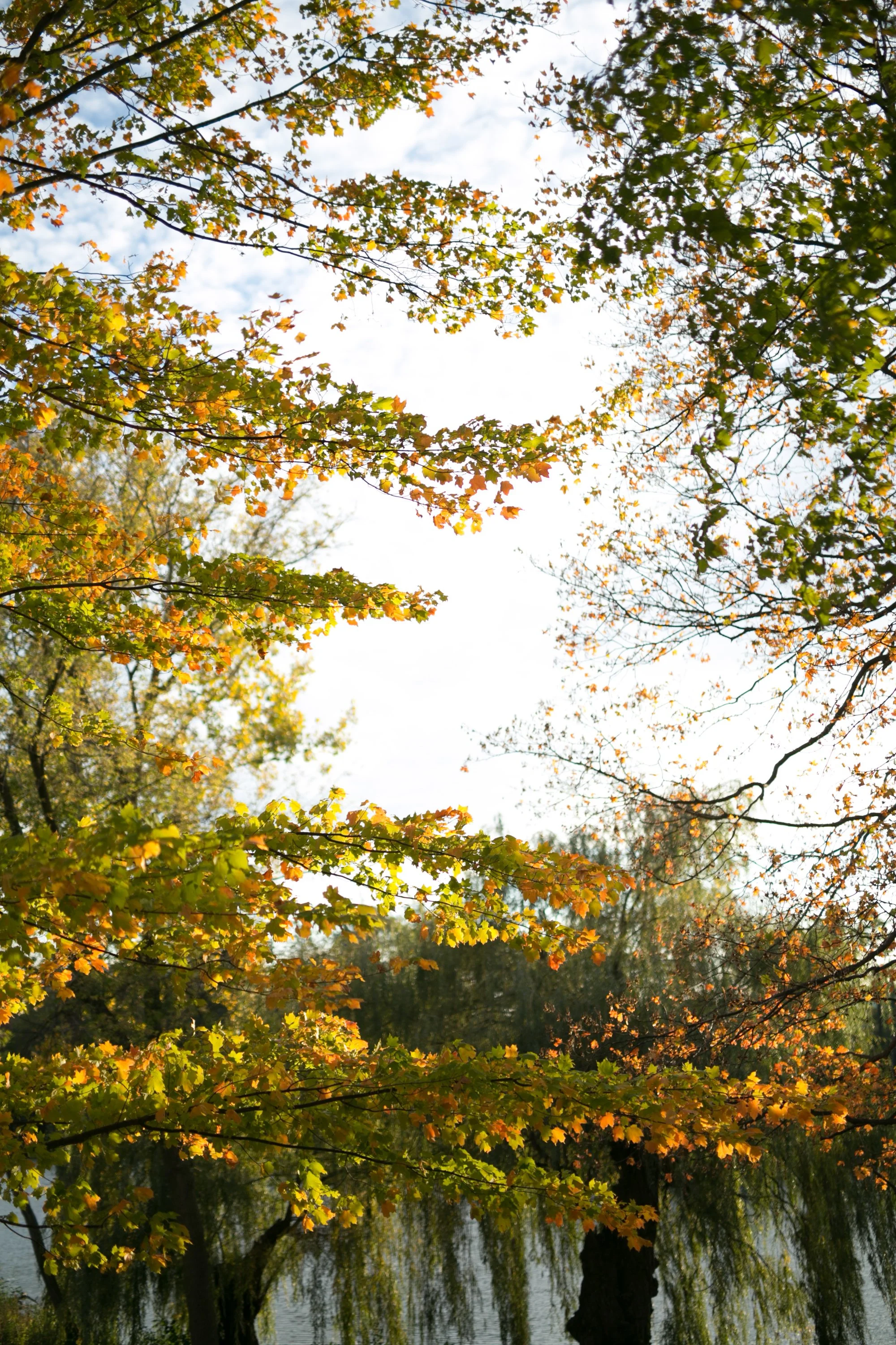 autumn foliage turning colors yellow Armour House average price for wedding photographer