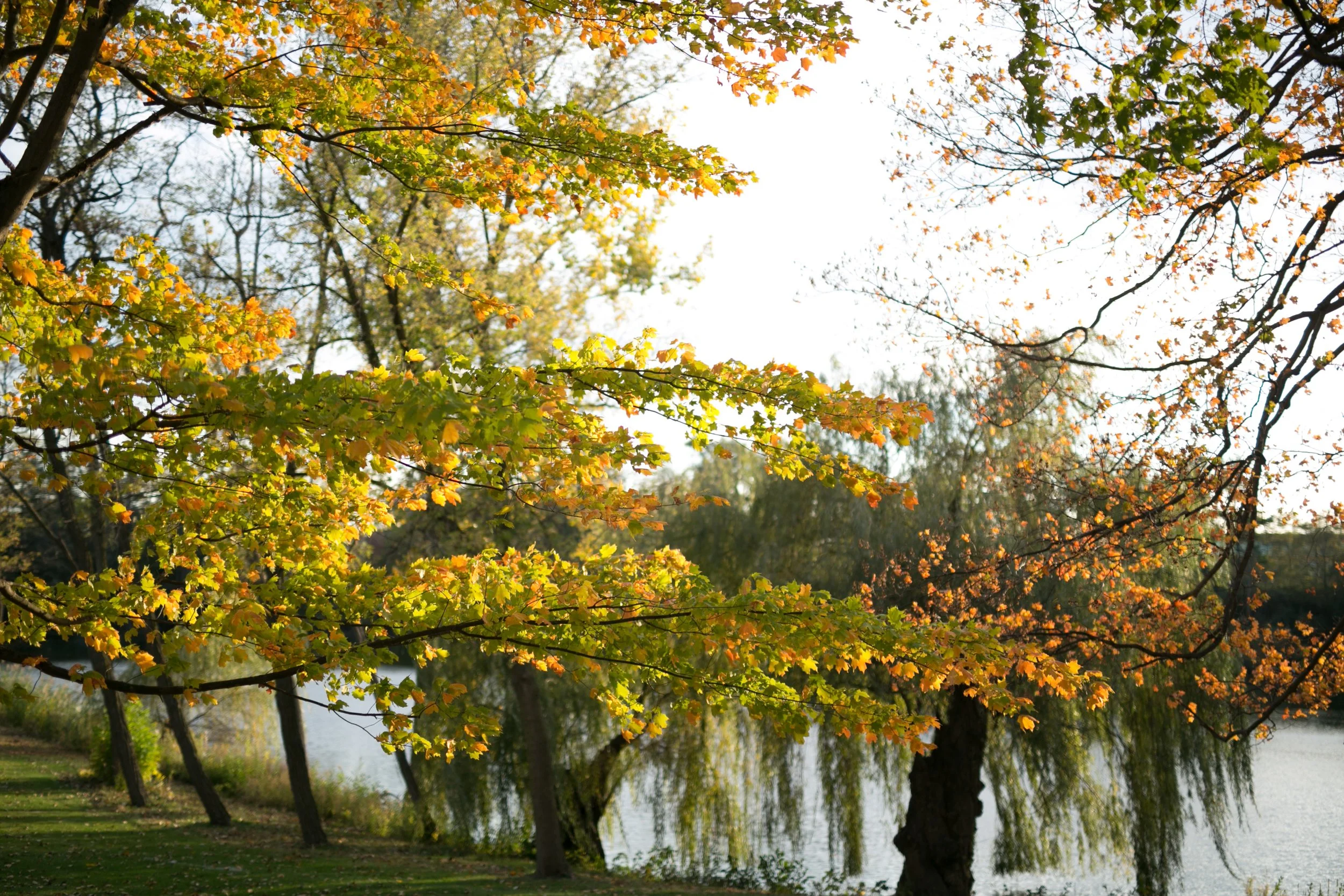 autumn foliage turning colors yellow Armour House average price for wedding photographer