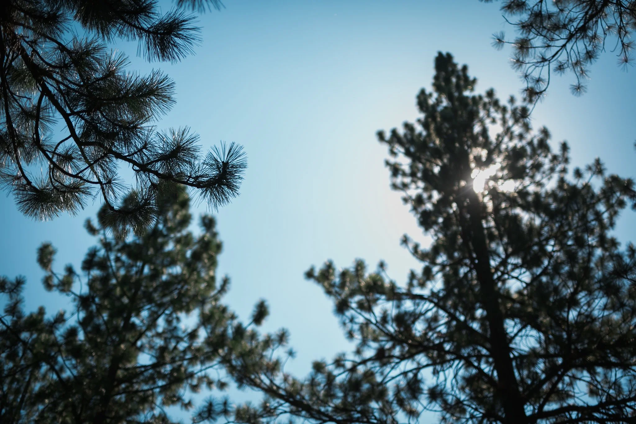 wedding photographer