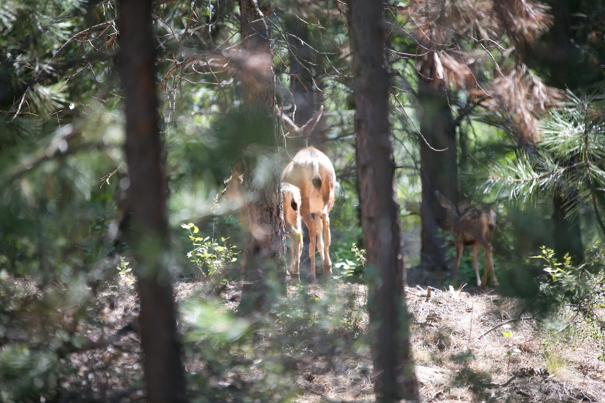 wedding photographer