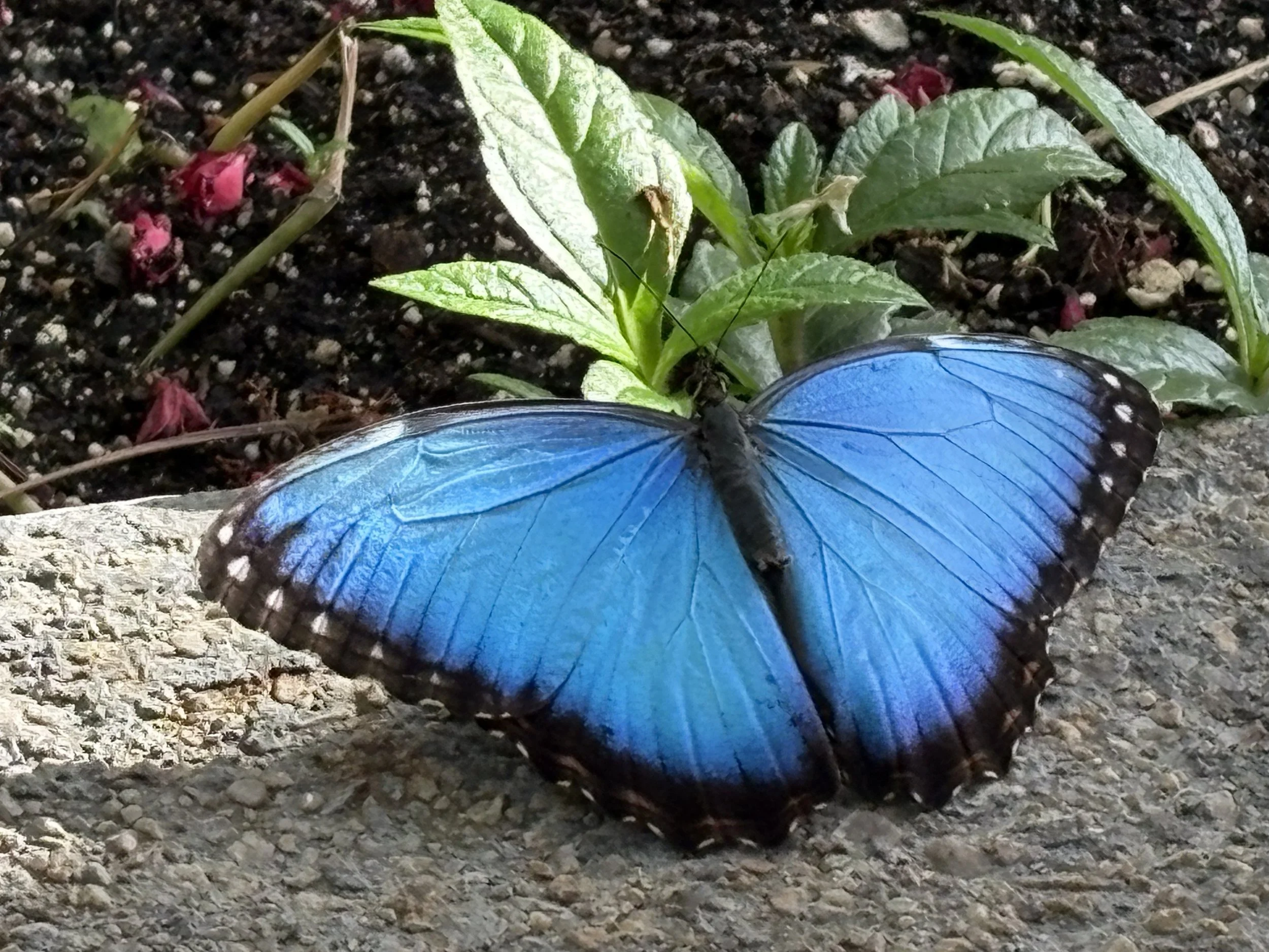 A large blue butterfly resting on a rock among green leaves and soil.