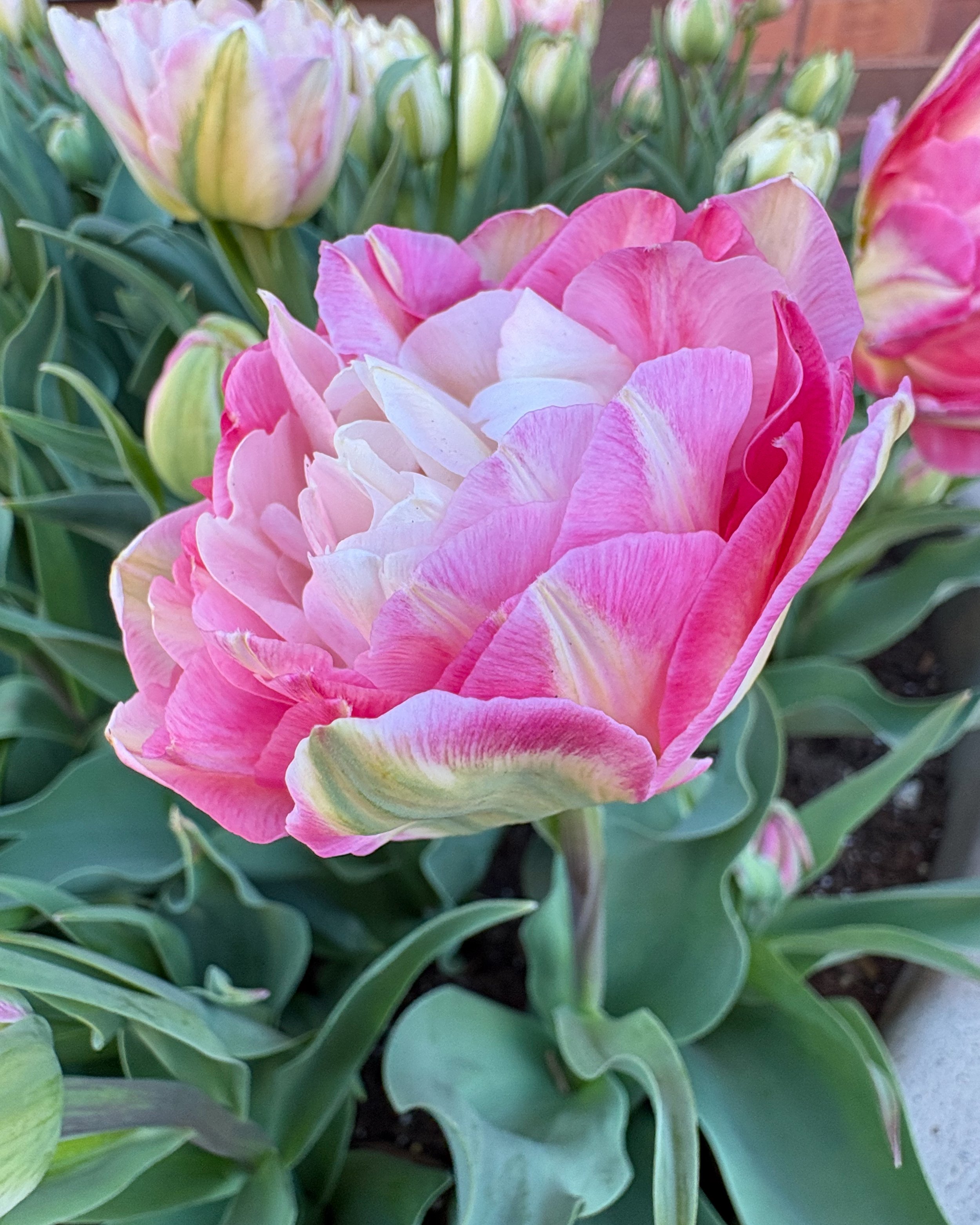 Close-up of a pink and white blooming tulip with multiple layers of petals, surrounded by green leaves.