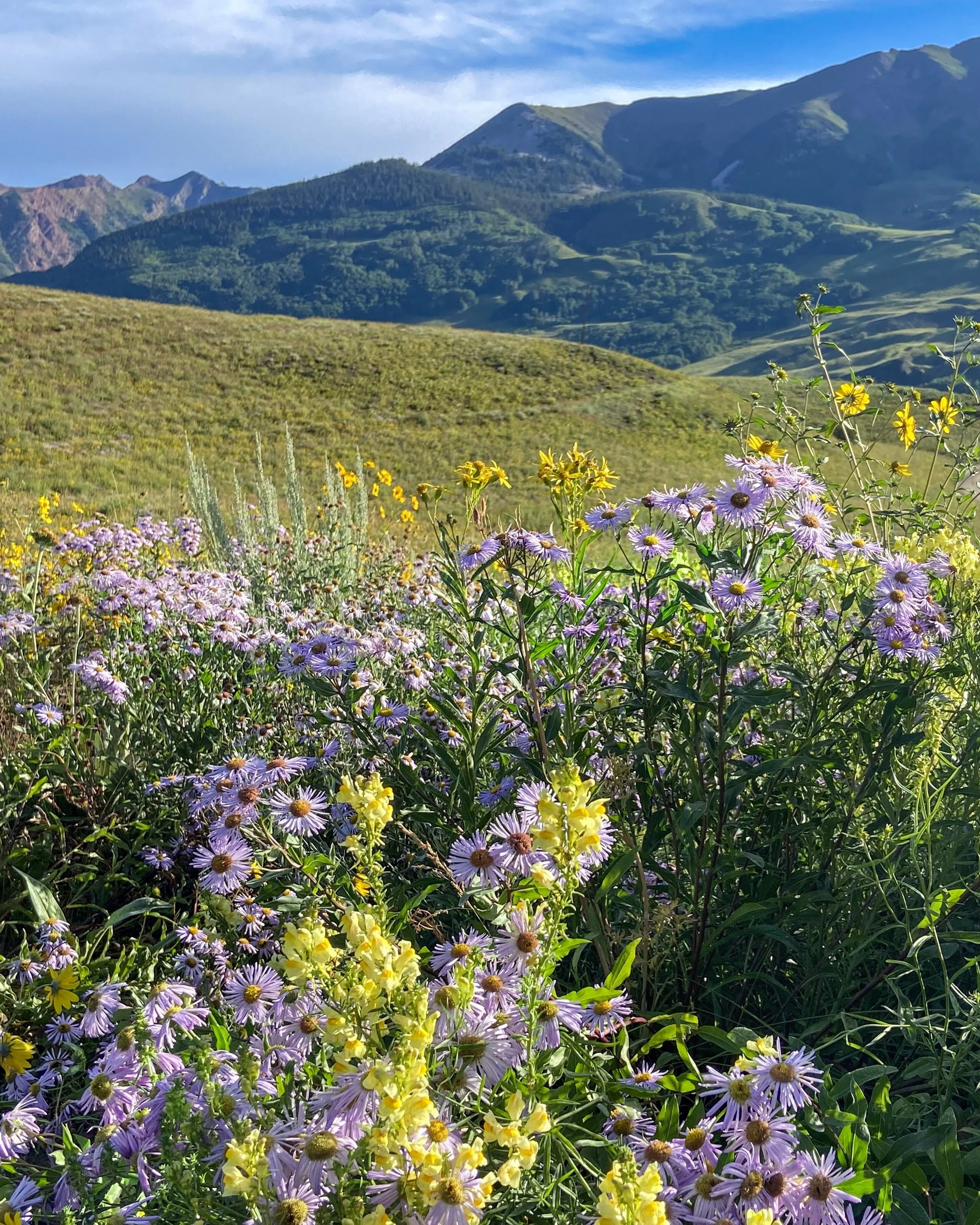 A scenic landscape of rolling green hills and distant mountains under a partly cloudy sky, with wildflowers in shades of purple, yellow, and white in the foreground.