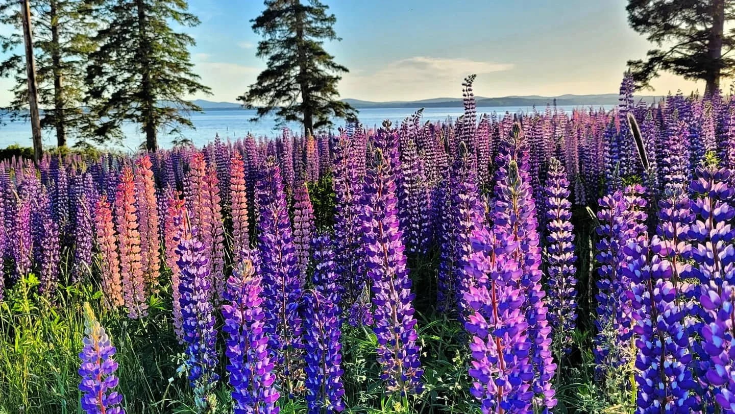 Town Calendar — Brooksville, Maine