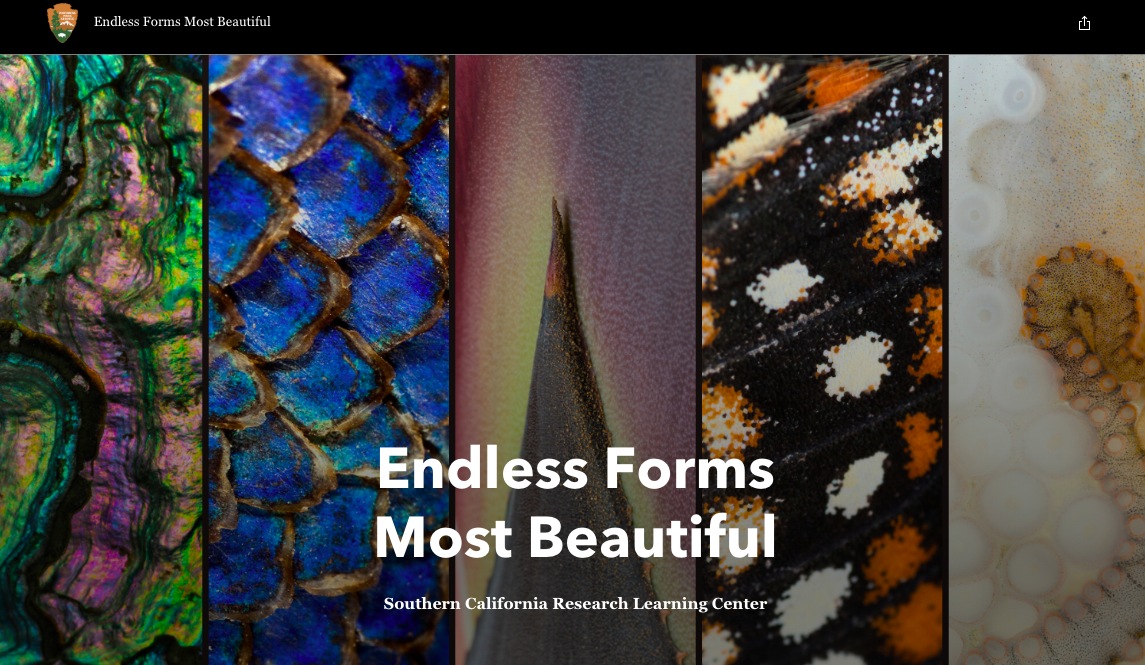 Endless Forms Most Beautiful