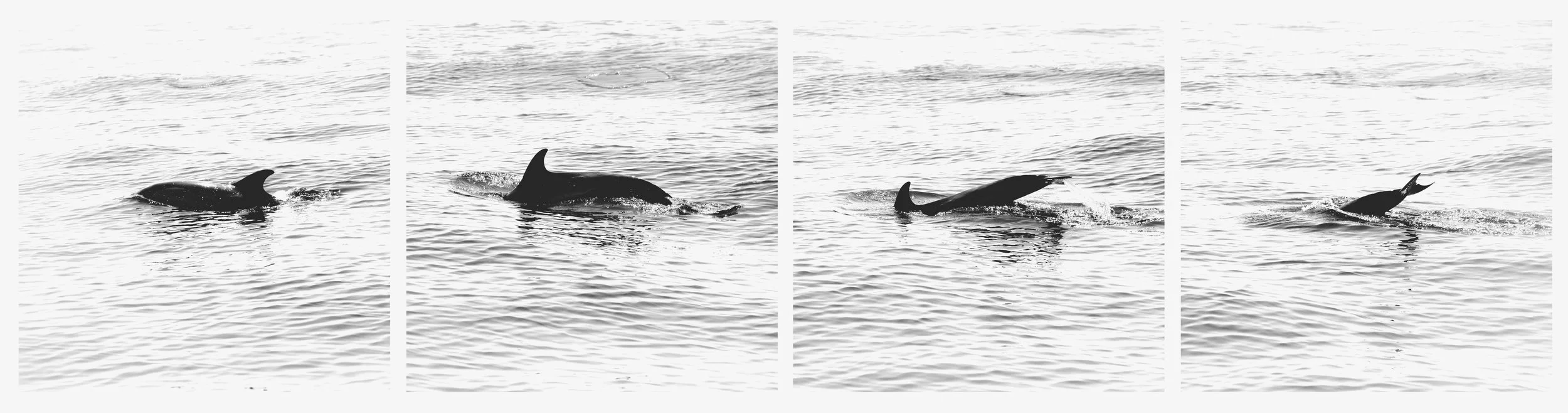 Sequence of four black and white photos of a dolphin surfacing and diving in the water