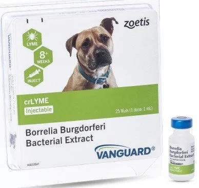 VCU researchers developed Lyme vaccine for dogs — and now are working on one for humans