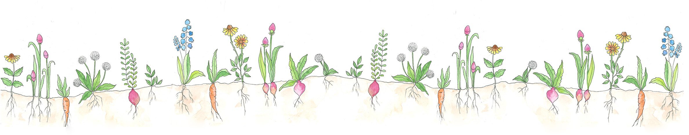 Illustration of various flowers and plants growing in the soil, including carrots, radishes, and other flowering plants meant to show children that there is a connection to our earth and the colors inside of us. Original watercolor Wild Chakra Kids