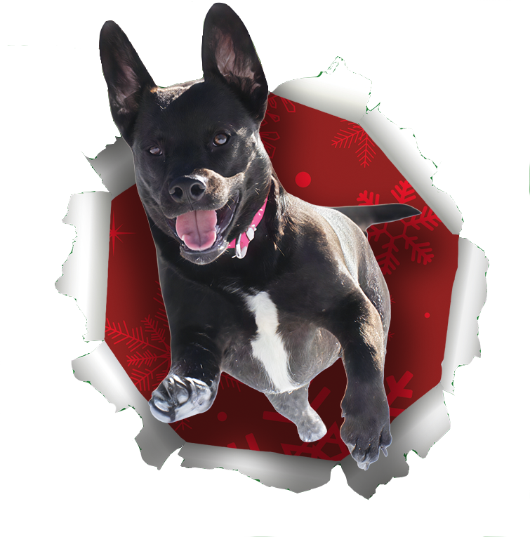 A black dog jumping threw wrapping paper