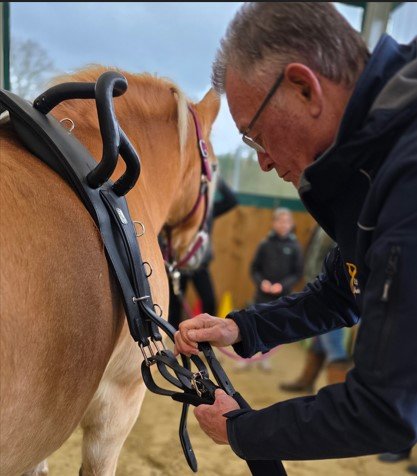 Voltigier-Abenteuer auf Island – zwischen Wind, Pferden und unvergesslichen Momenten