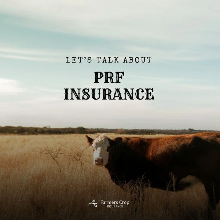 Let's talk about PRF. 

Pasture, Rangeland, Forage (PRF) insurance protects your operation from the risk of forage loss due to lack of precipitation on acres grown with the intended use of grazing or haying.

🗓️ Deadline is December 1st!

www.farmer