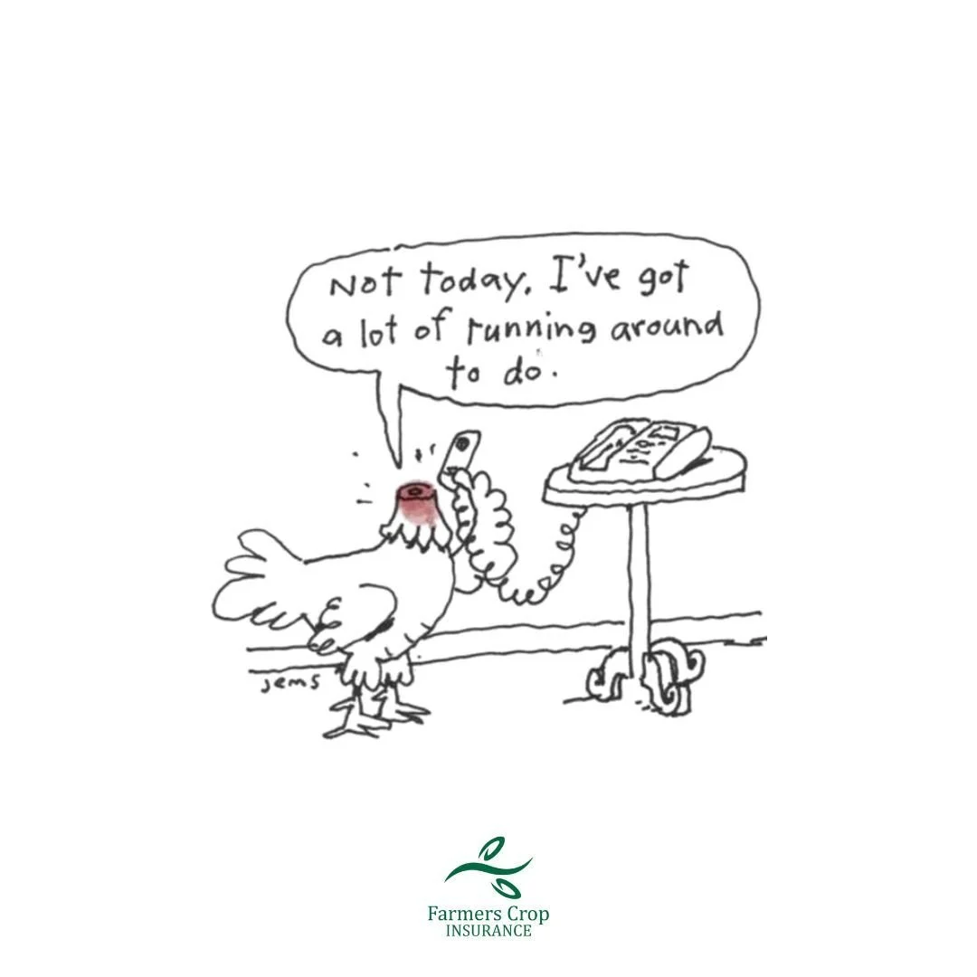 Nothing moves quite like a chicken with it's head cut off.