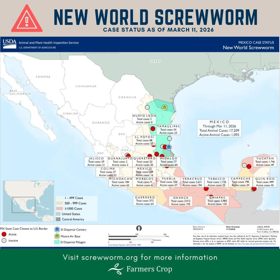 Week after week, screwworm cases continue to rise in Tamaulipas, the Mexican state that borders much of South Texas. 

While sterile fly dispersal is active in South Texas, ranchers, hunters, and the general public should be observant. 

Immediately 