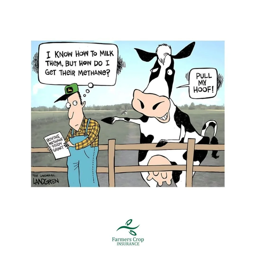 Every wonder how methane capture works?

This California Dairy uses dairy digesters over manure ponds to capture and use methane to replace diesel in long haul trucks. 

https://news.ucr.edu/articles/2025/06/11/california-dairy-tried-capture-its-meth