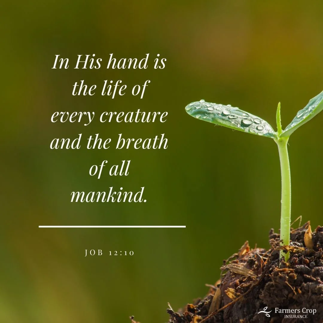 In His hand is the life of every creature and the breath of all mankind. 

Job 12:10