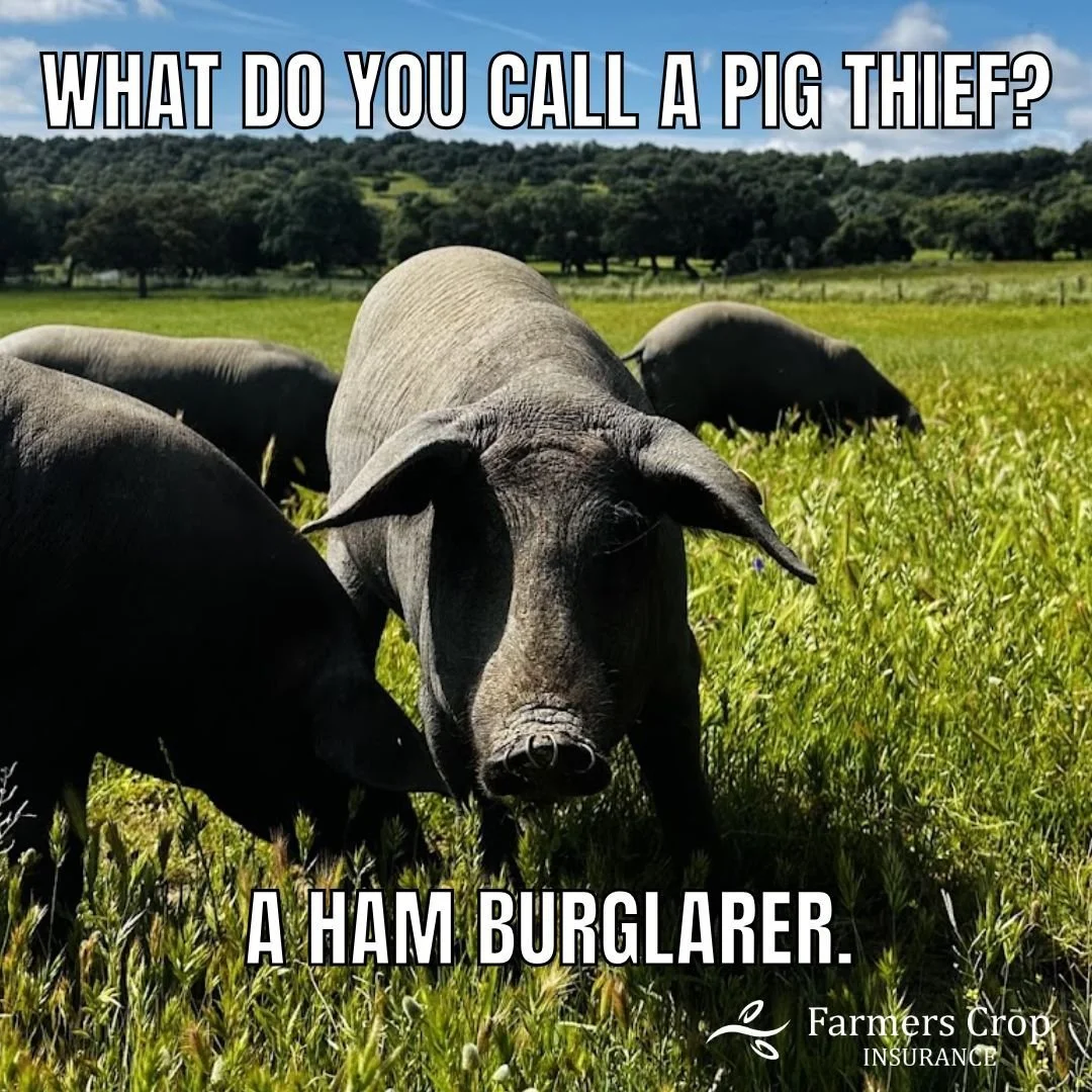 What do you call a pig thief?

A Ham - Burglarer!