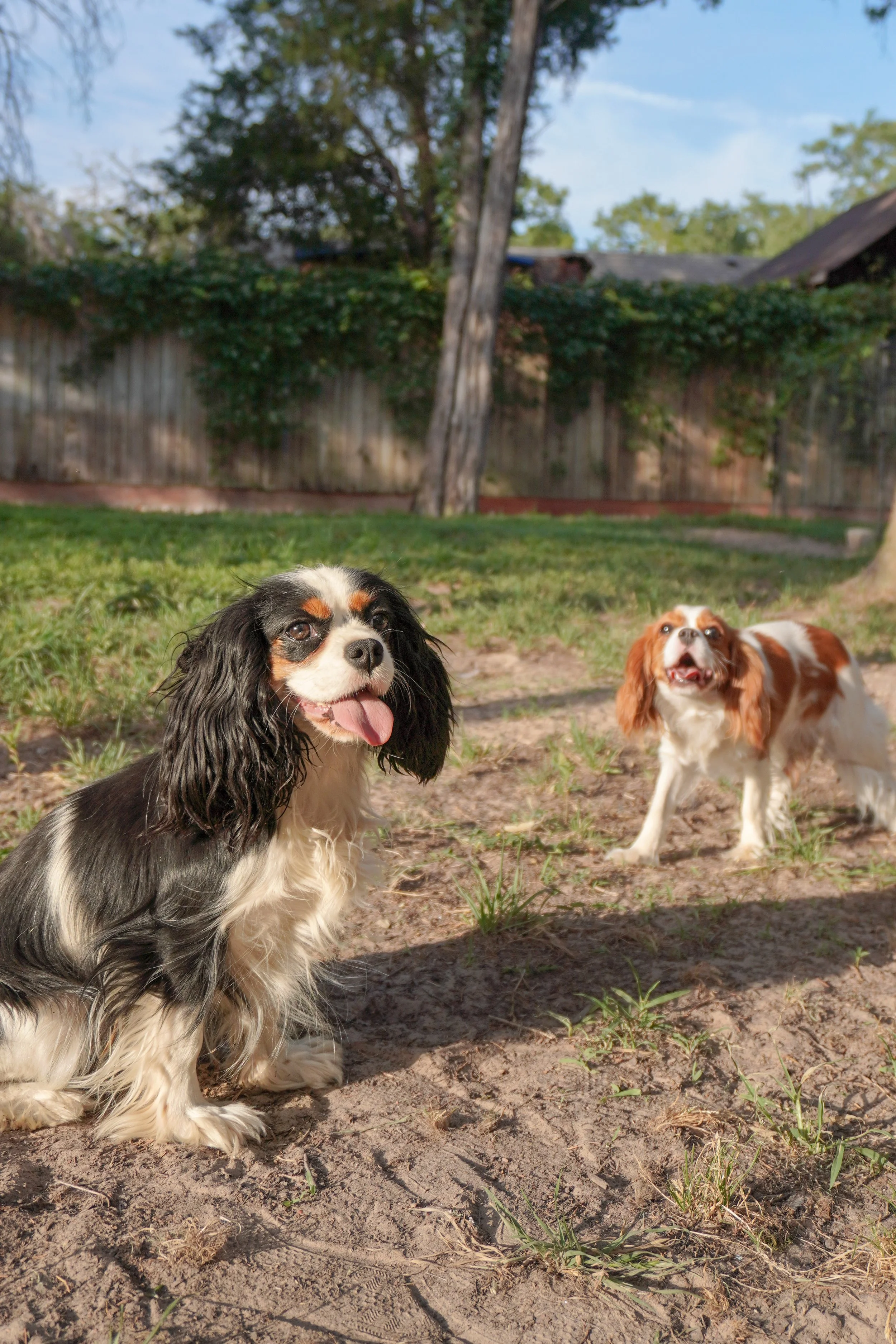 Cavaliere dogs-2.jpg