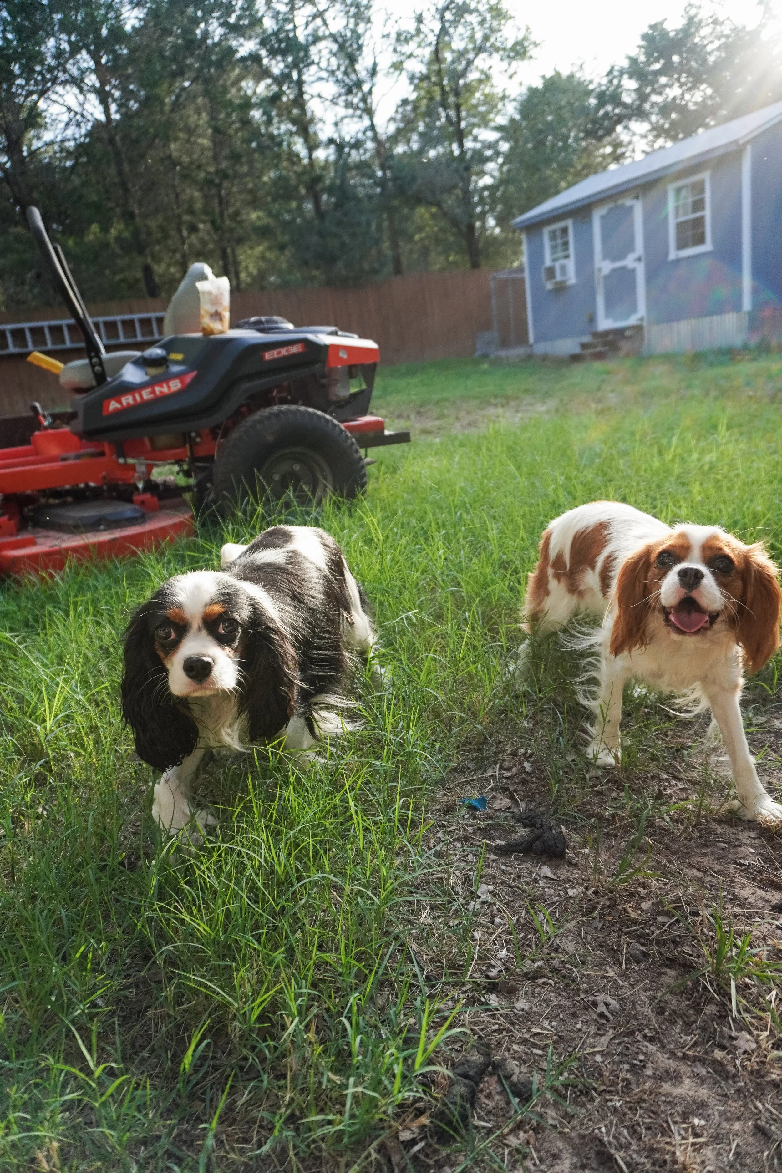 Cavaliere dogs-1.jpg