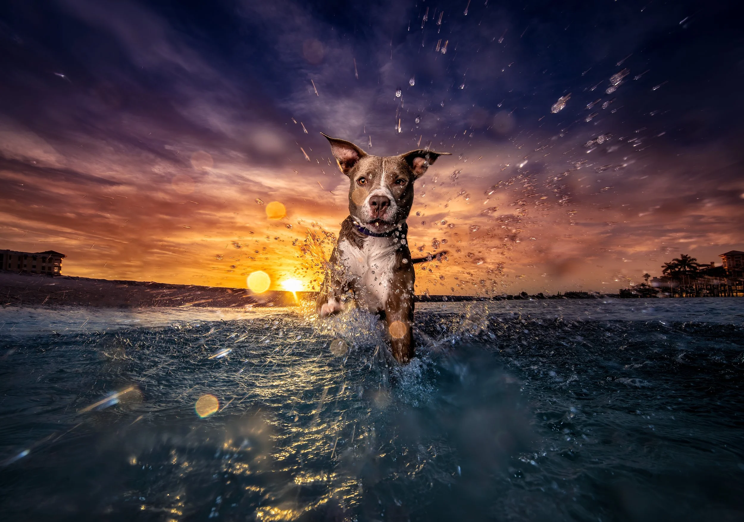 Shutterhound Dog Photography Conference Las Vegas Kaylee Greer — SHUTTERHOUND