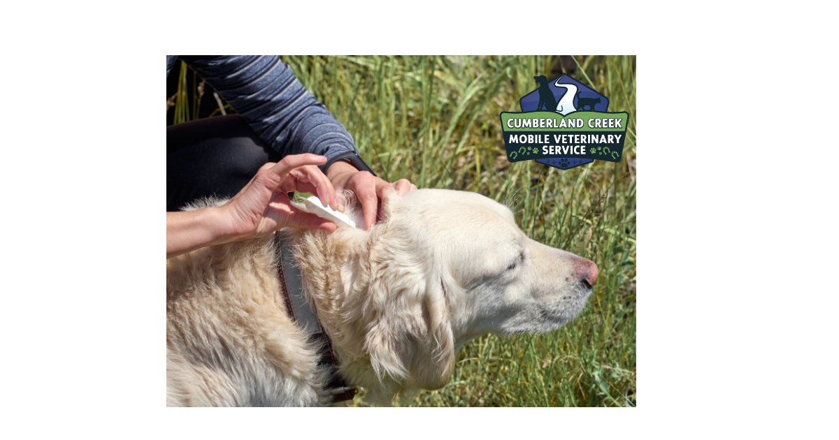 Your Summer Pest Protection Guide for Dogs and Cats in Middle Tennessee
