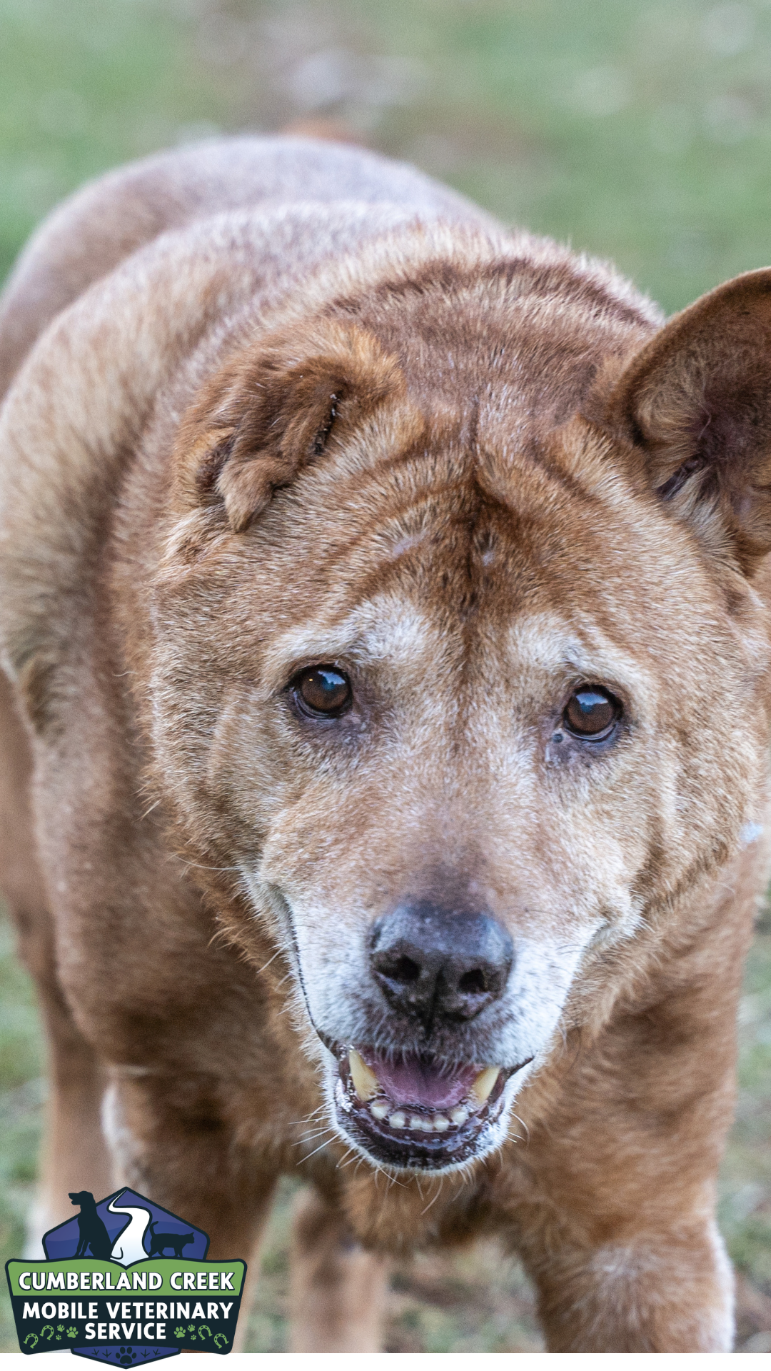 Senior Dogs: 7 Signs Your Aging Dog Needs a Vet Visit