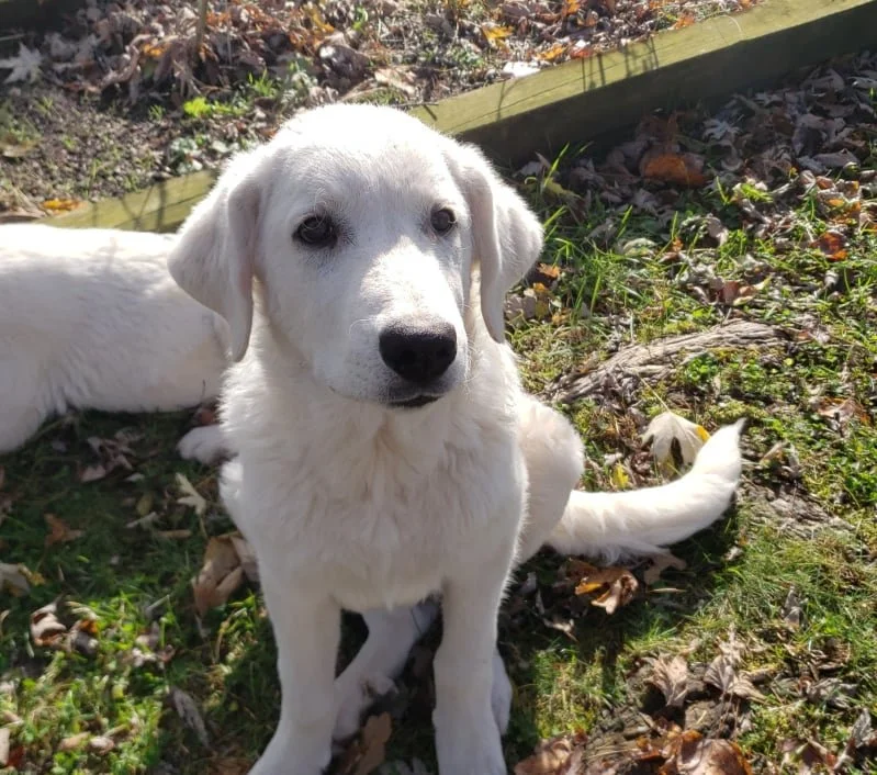 A white puppy with floppy ears sitting on the ground amidst fallen leaves and grass outdoors, with a wooden structure in the background.
