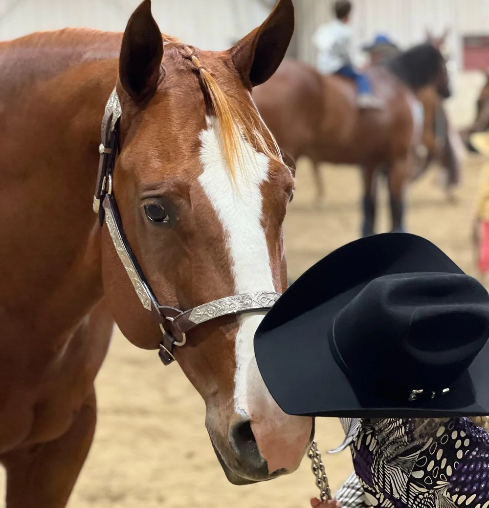 Shows And Events Saskatchewan Quarter Horse Association Shows and events saskatchewan quarter horse association
