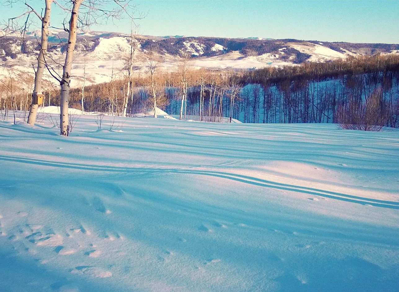 Snow-covered field with trees and mountains in the background under a clear blue sky.