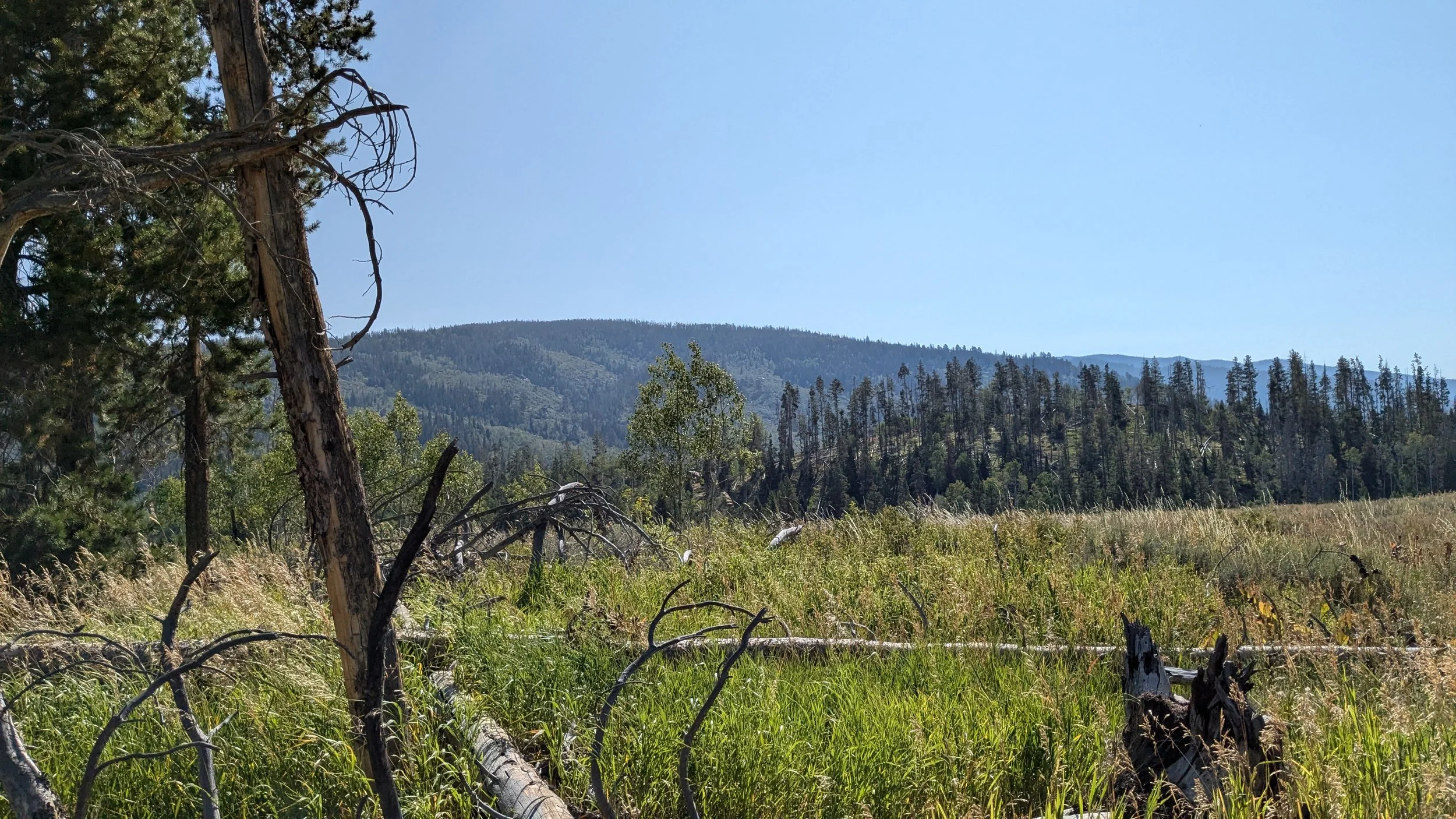 TBD Halter Trl (2).jpg