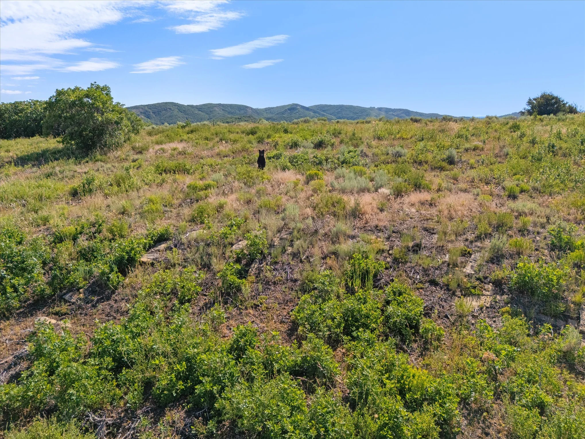 Open grassland with scattered green shrubs and trees, distant mountains, a blue sky with some clouds, and a black dog standing in the middle.
