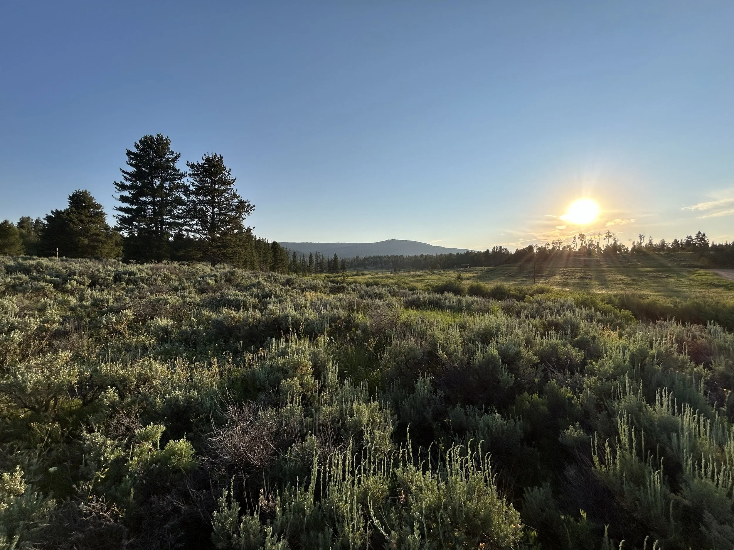 1_Land for Sale.jpeg