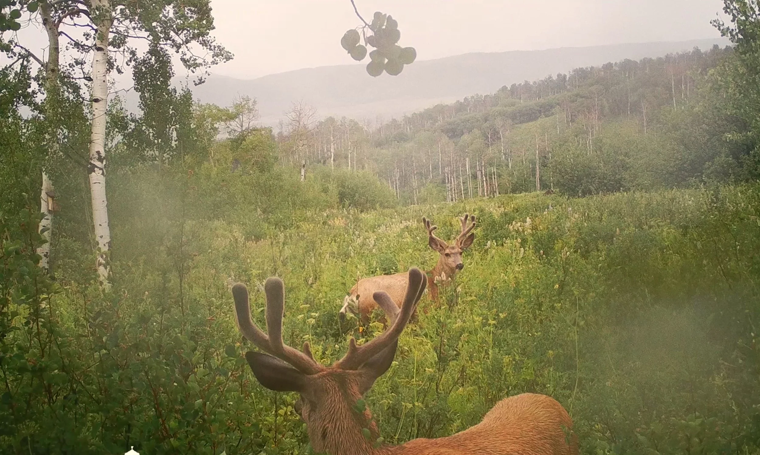 A creek or river running through a green forested area in a mountainous landscape.