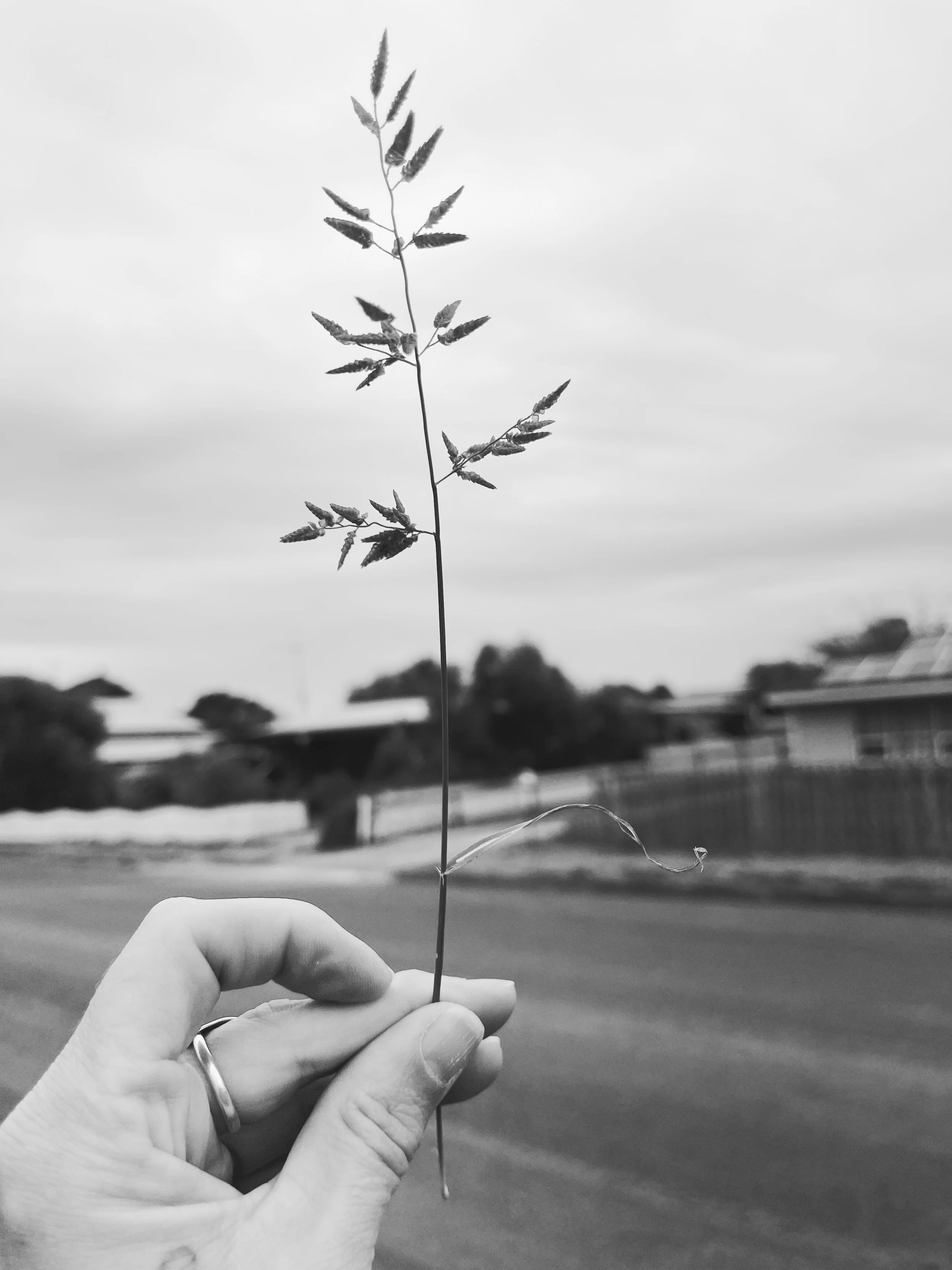 On my walks I find the most beautiful things. Weeds and flowers pushing through cracks in the pavement, tumbling through paddocks, spilling along the beach &mdash; growing wherever they please.

The little things are everything. 💚🌸👁️🫶

#artistson