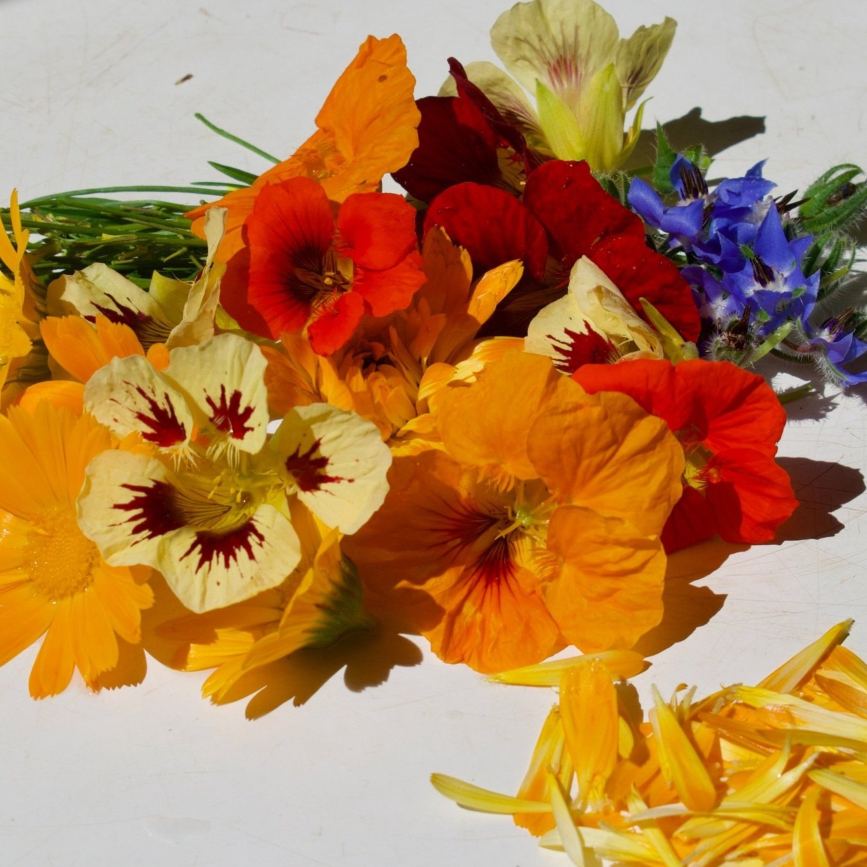 Savoury Mix — Edible Flowers