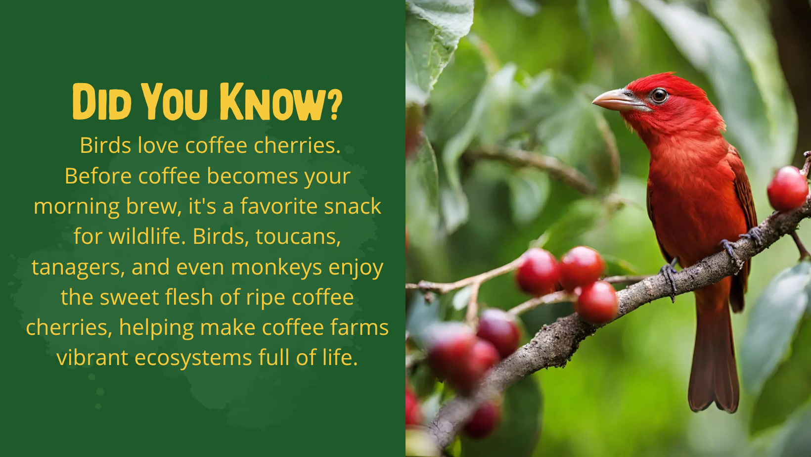 Did You Know (8).png