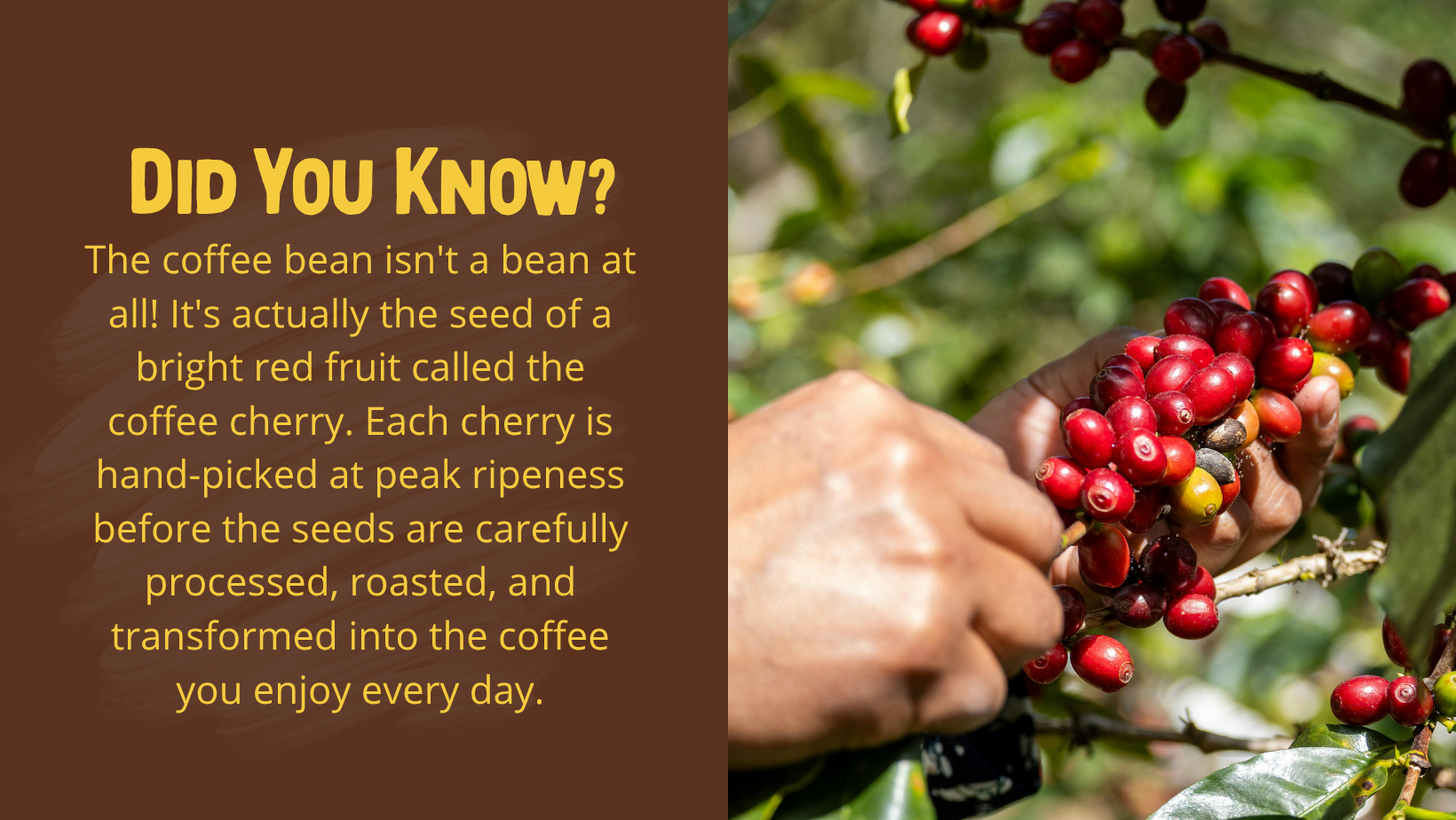 Did You Know (6).png