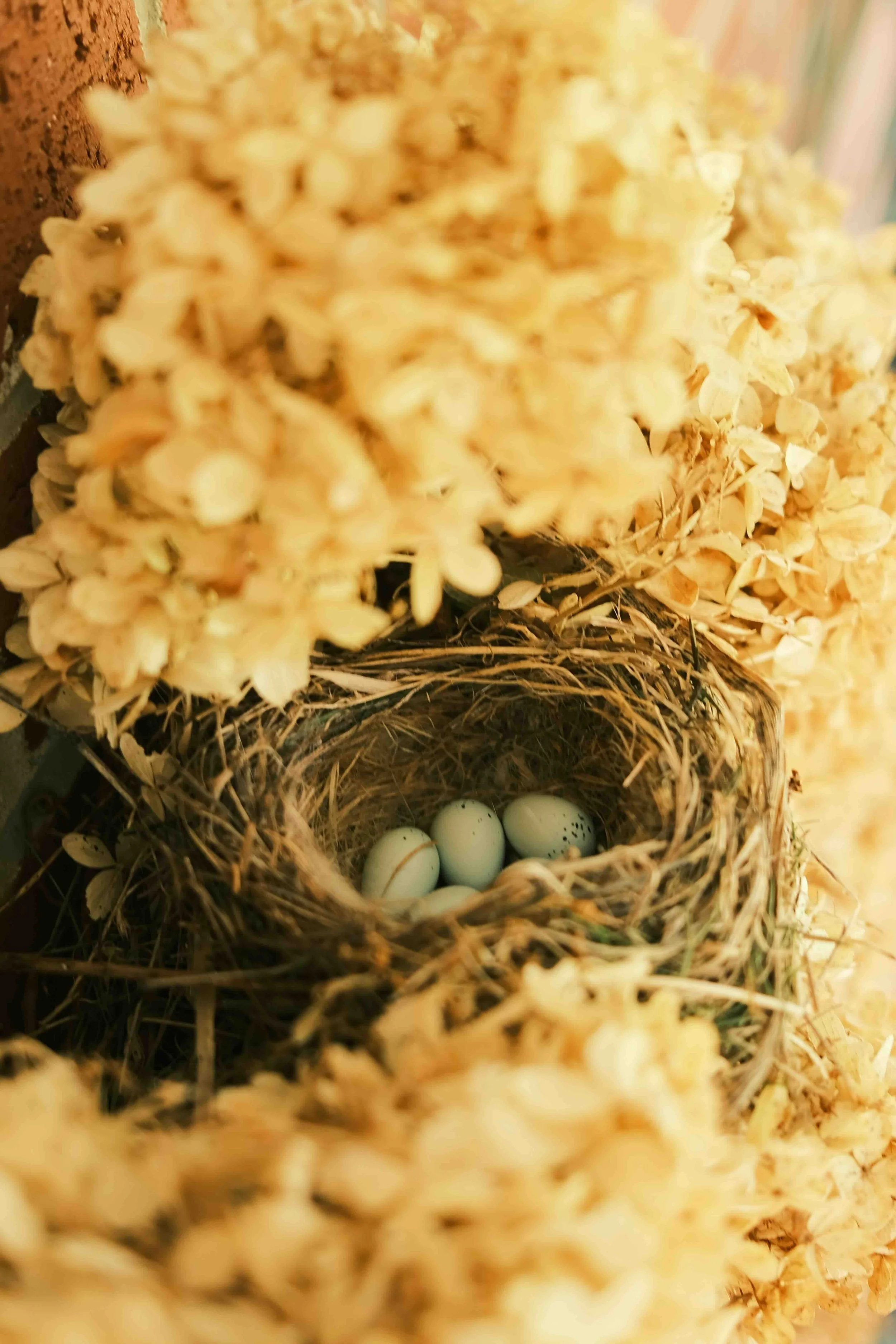 March: Nests and Eggs - Robins