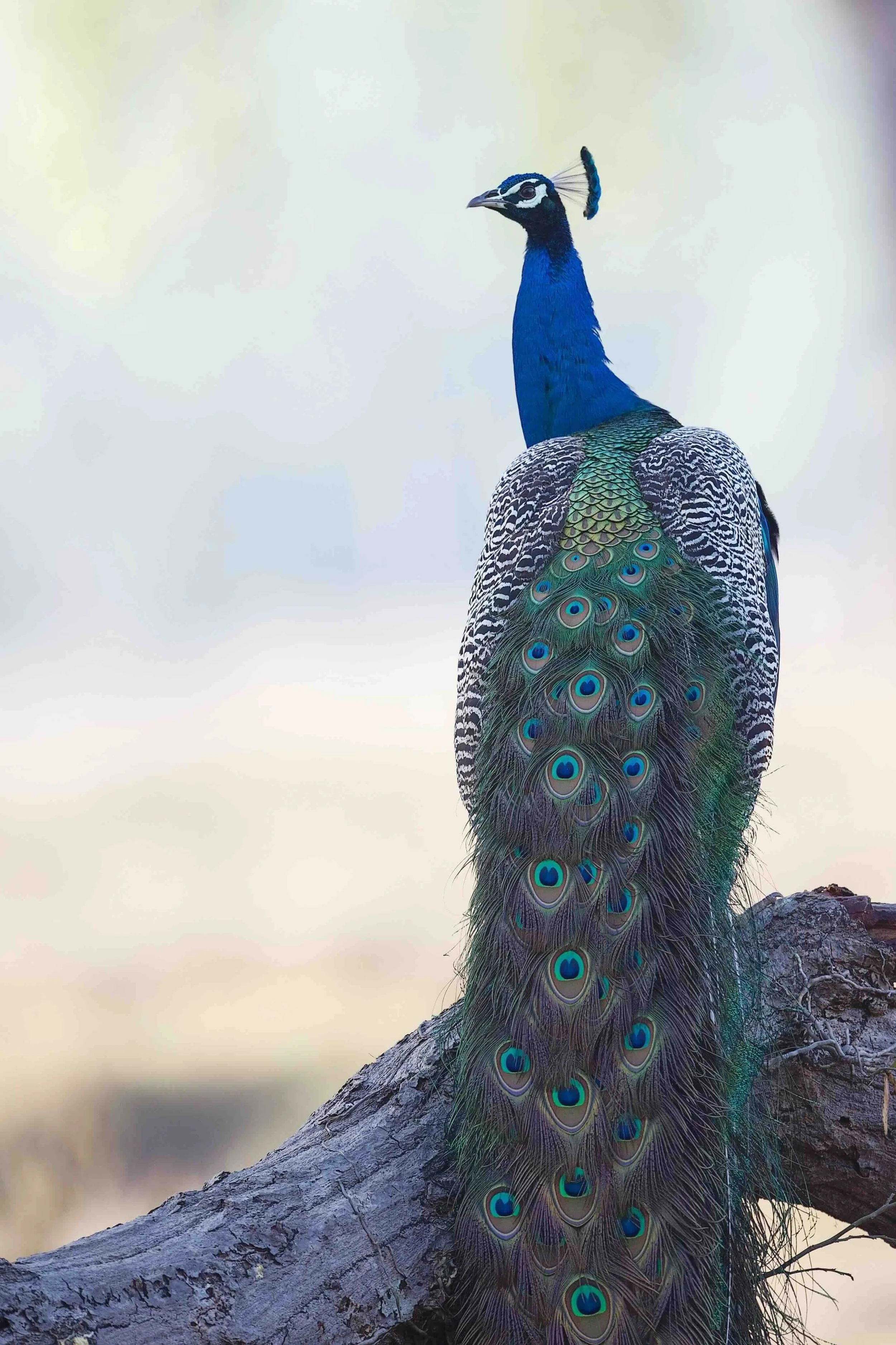 May: Peacocks and Parrots