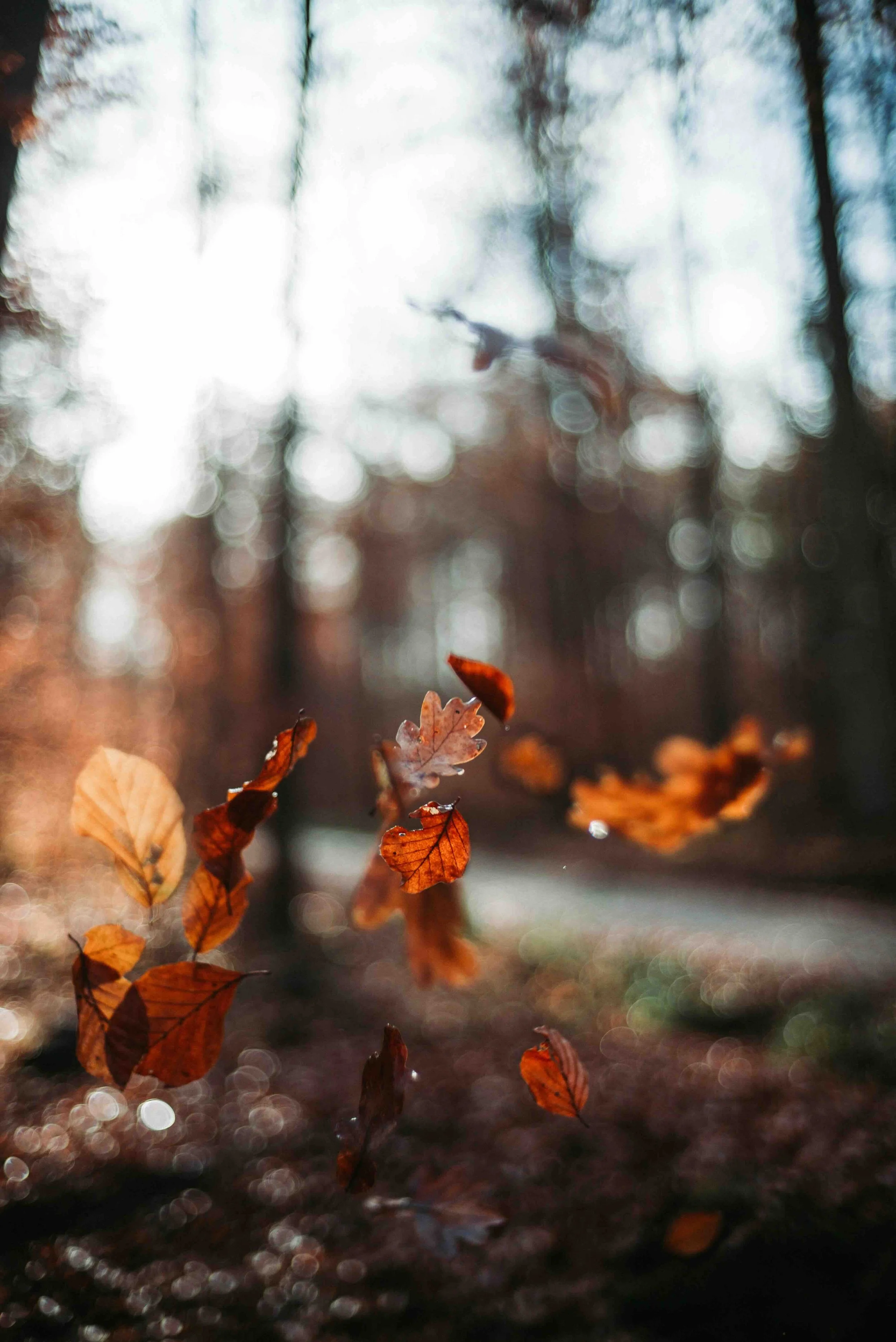 Fall Equinox - Transition, Returning, Releasing