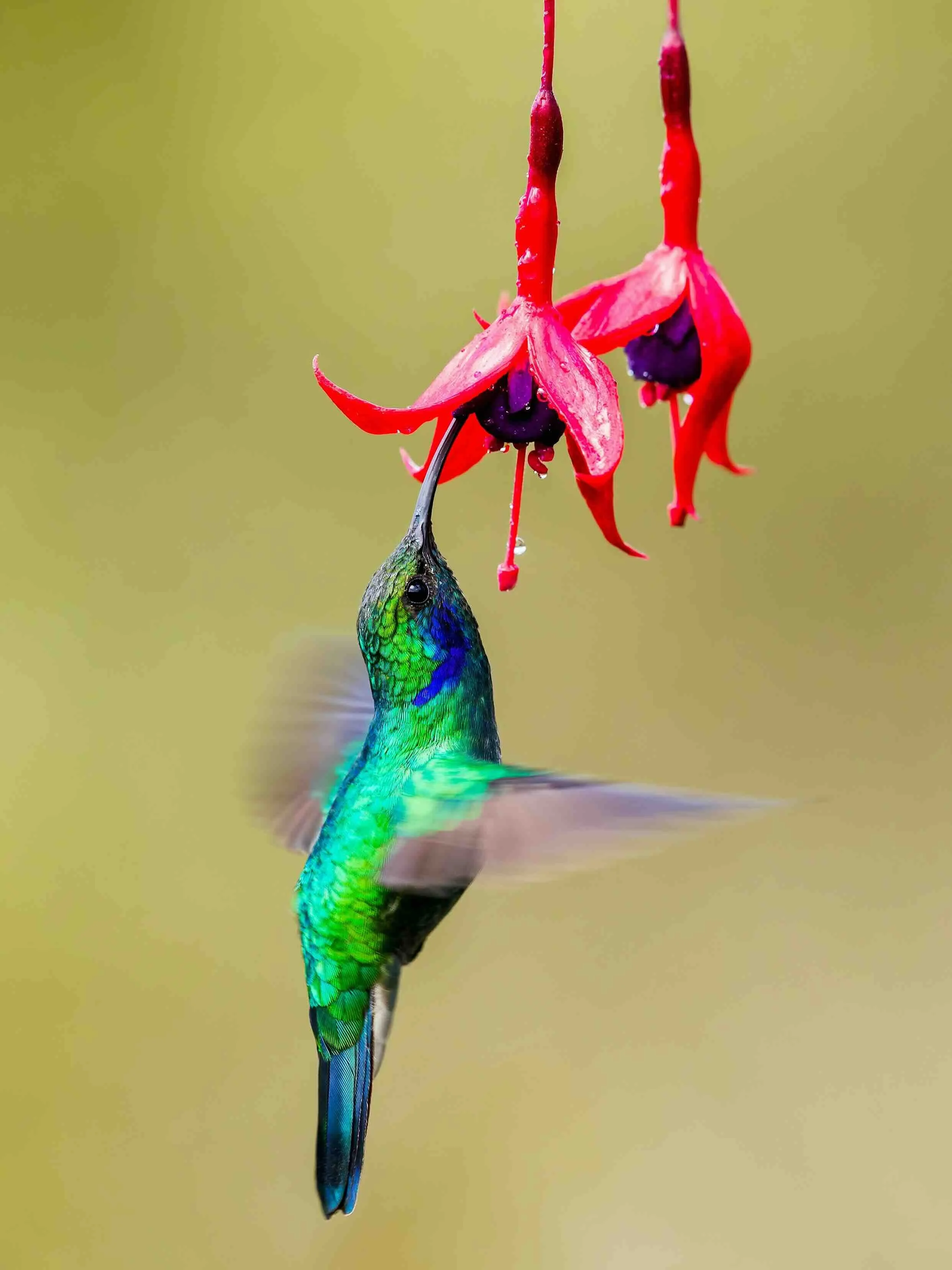 August: The Messenger of Hummingbirds - Acrobat and Adaptor!