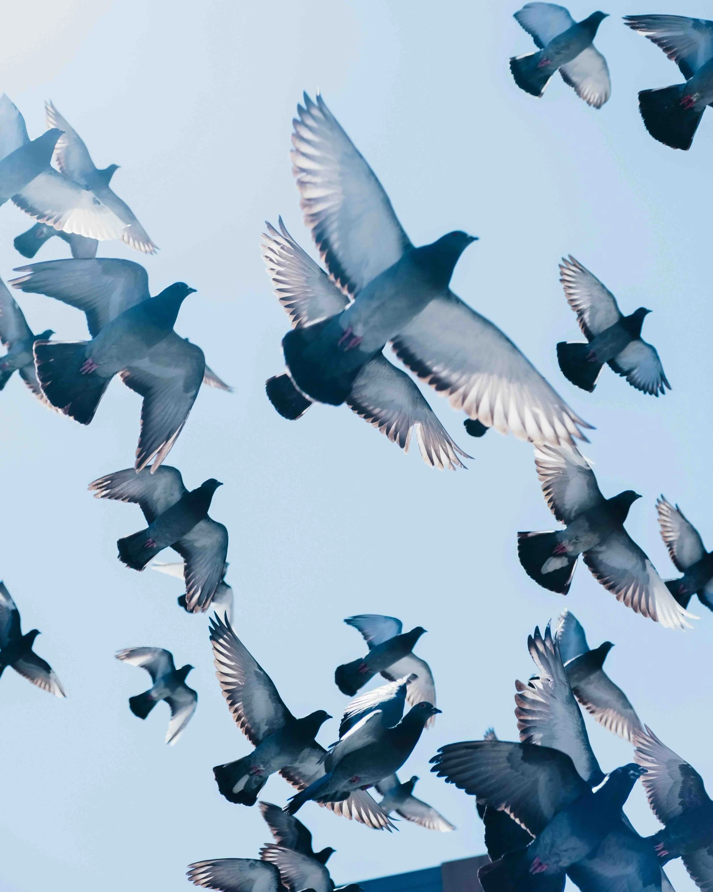 June: Puffy Pigeons and Peaceful Doves!   