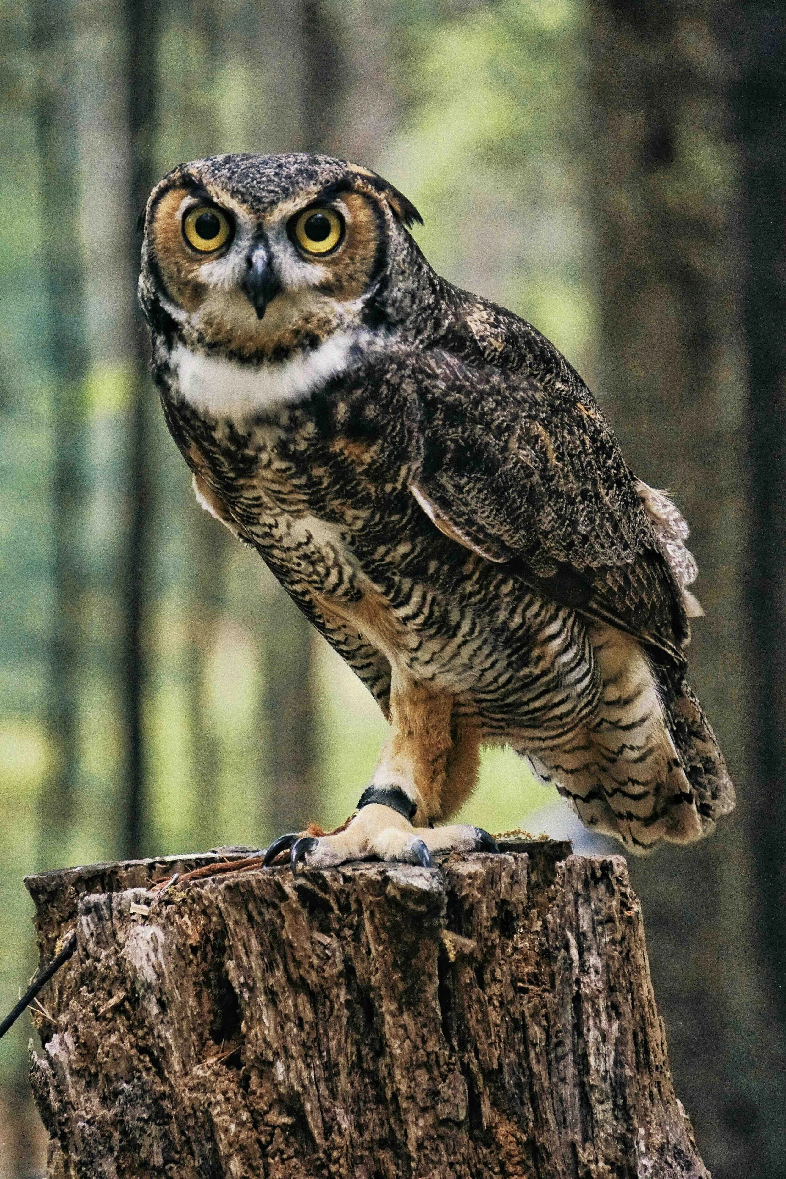 Feb Update - Relaxed Strength and the Wisdom of Owls!